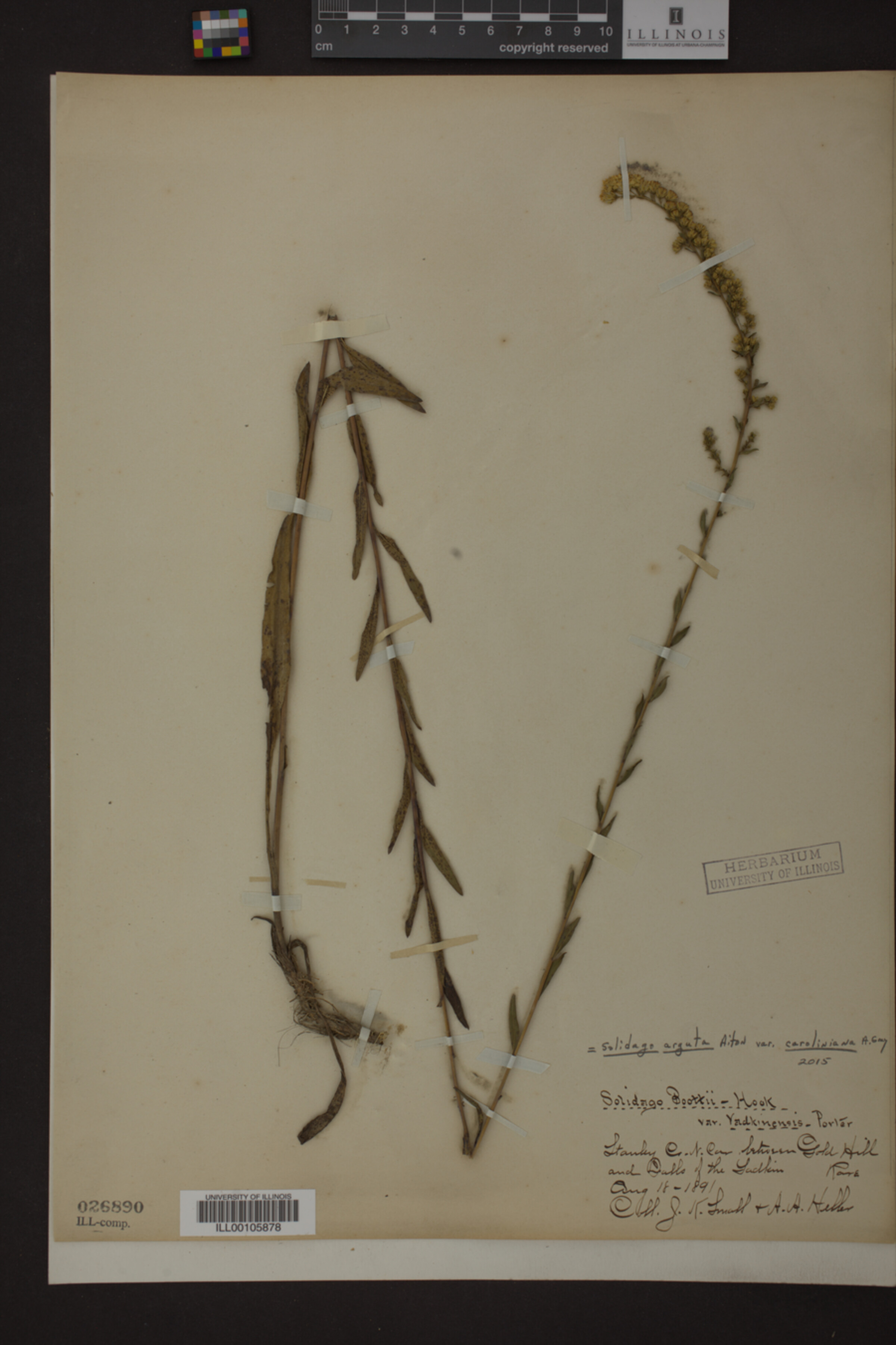 Solidago arguta var. caroliniana image
