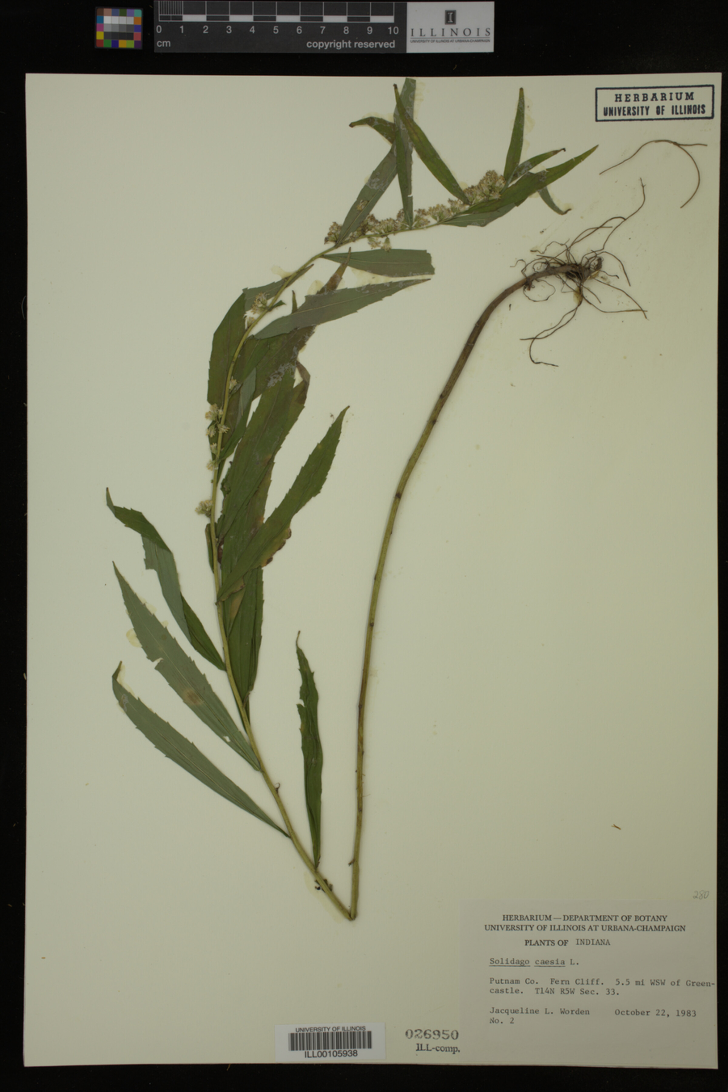 Solidago caesia image