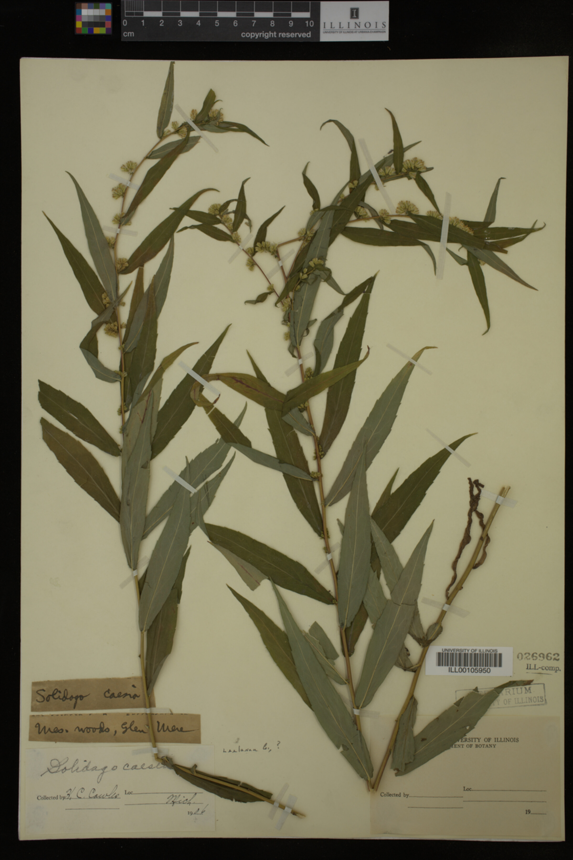 Solidago caesia image