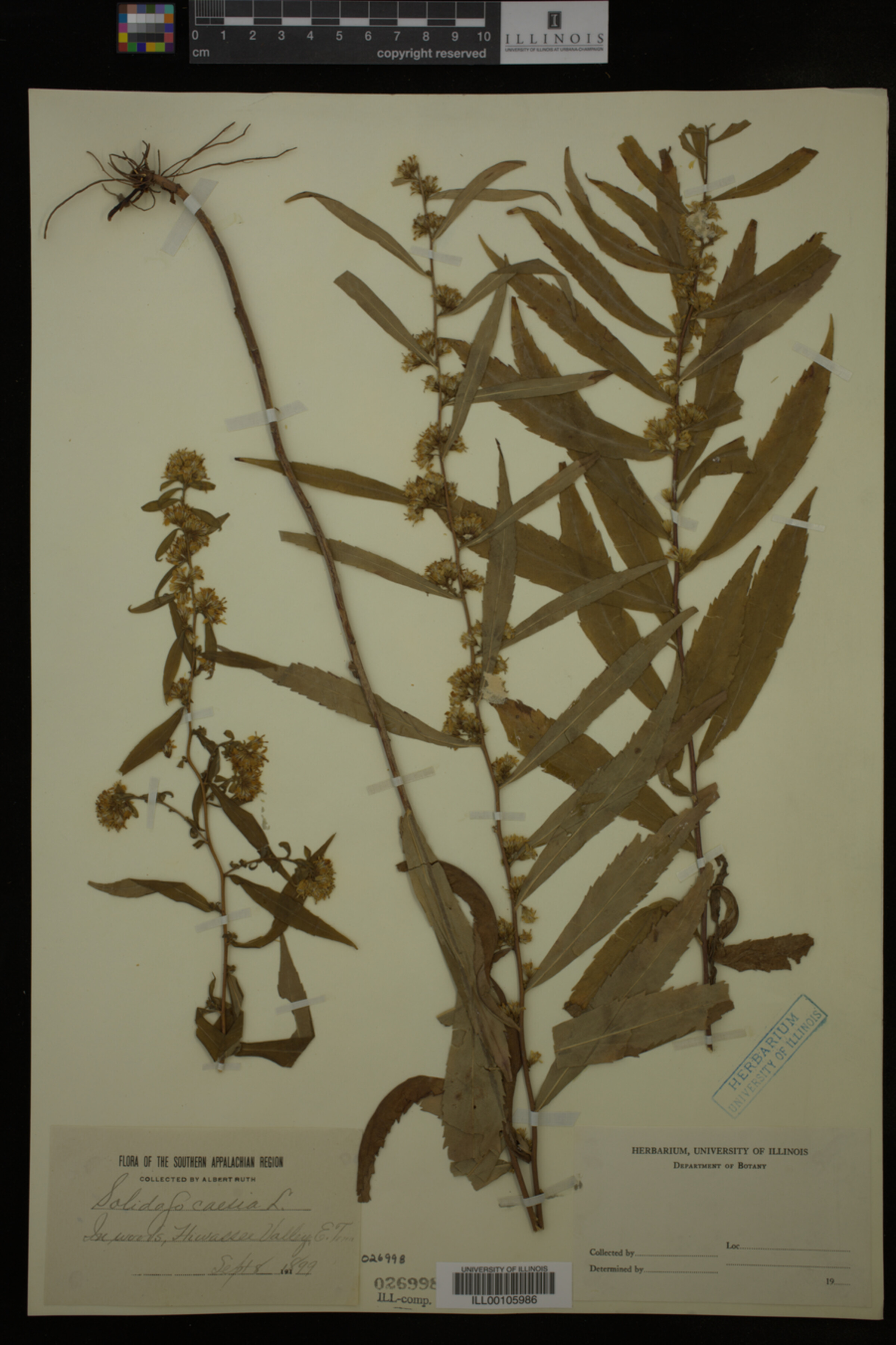 Solidago caesia image