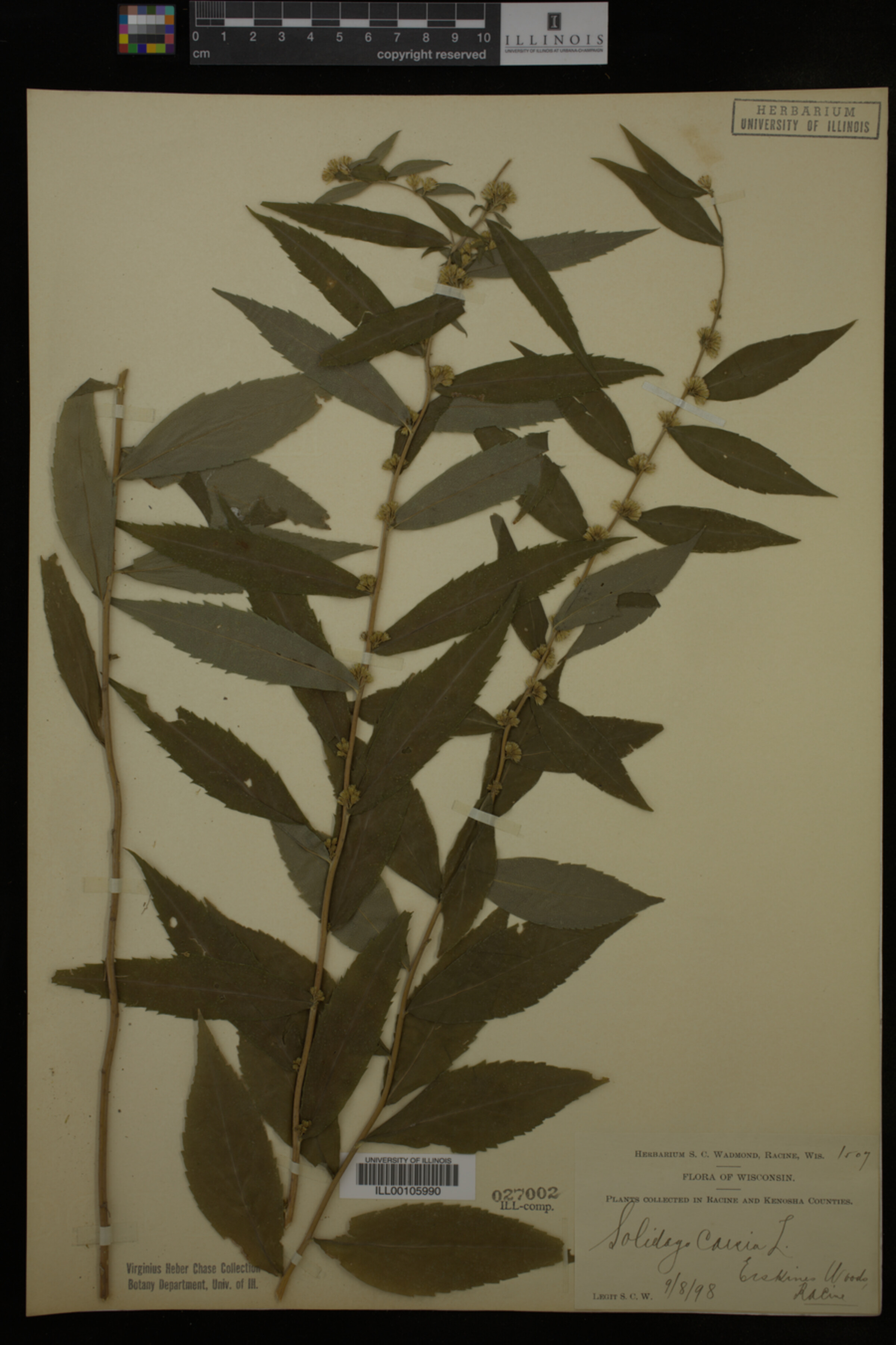 Solidago caesia image
