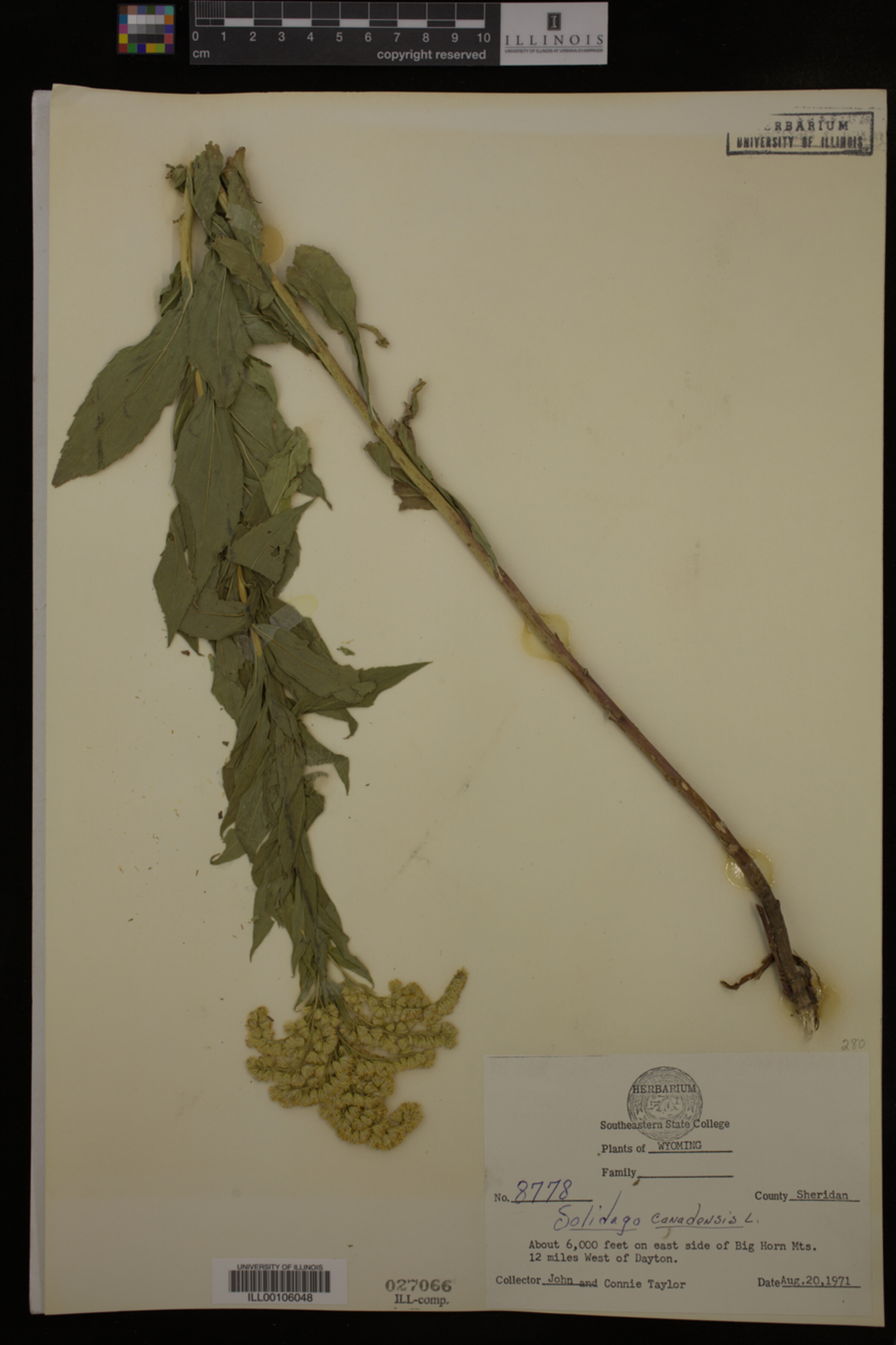 Solidago canadensis image