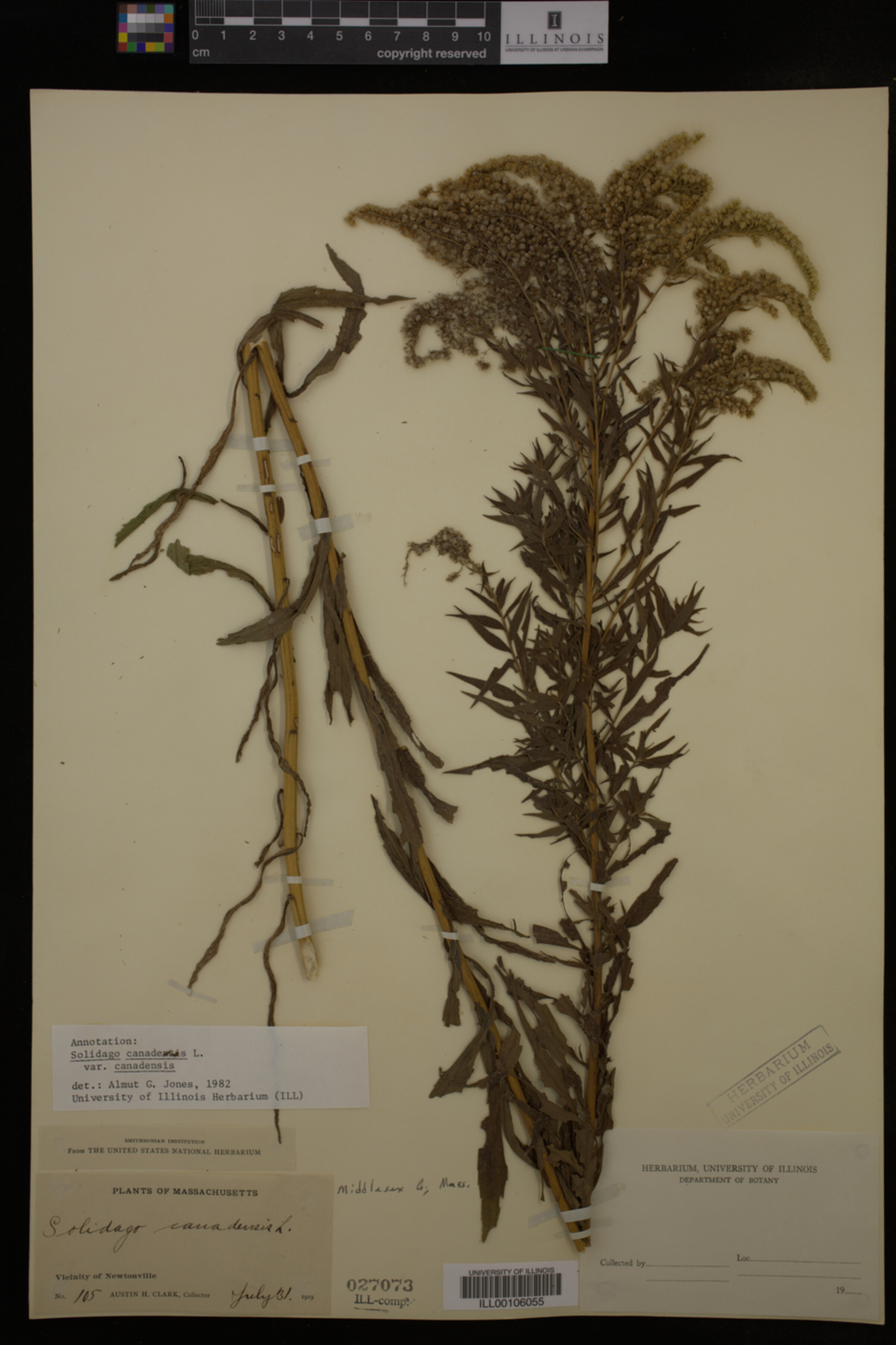 Solidago canadensis var. canadensis image