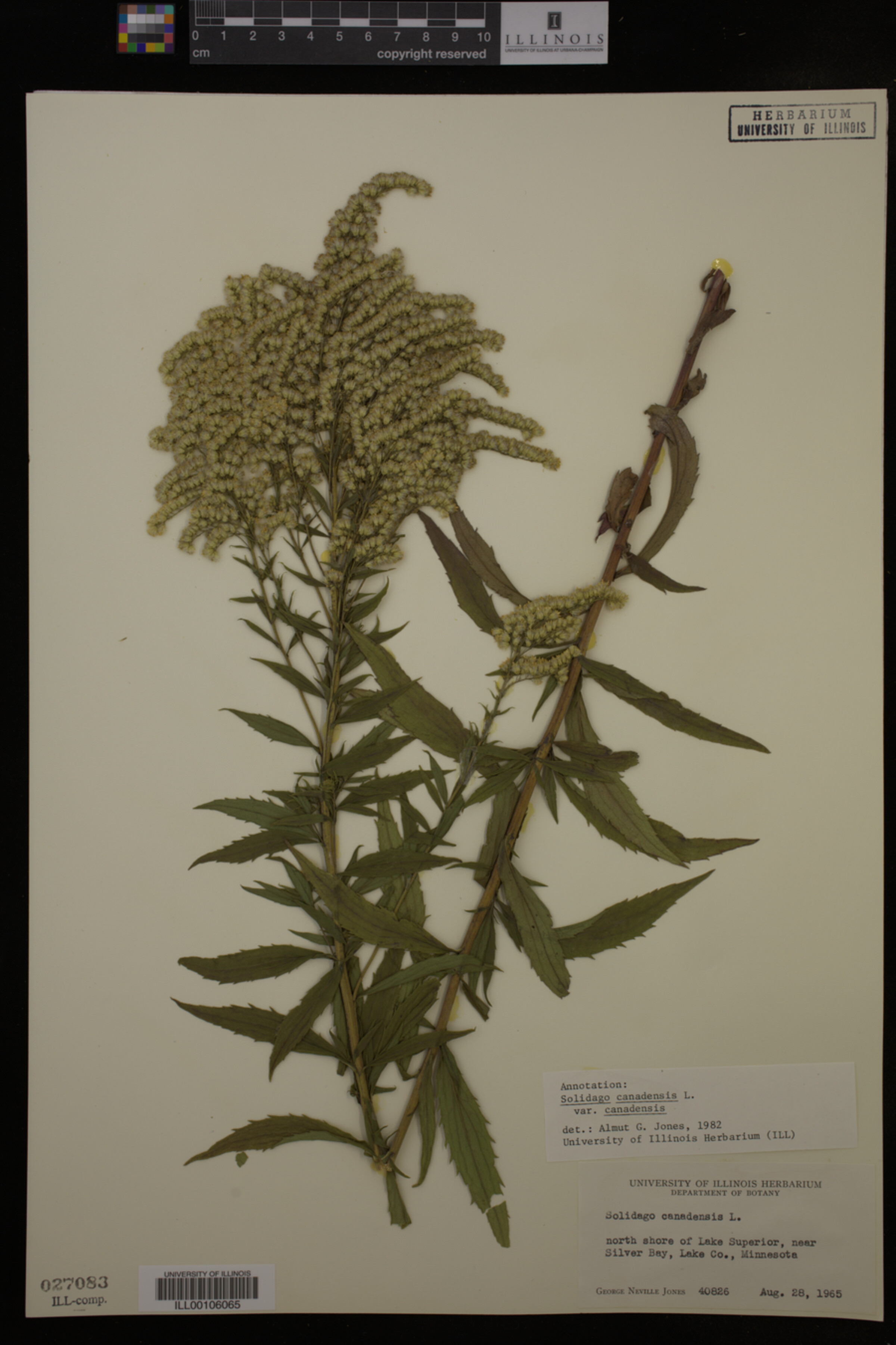 Solidago canadensis var. canadensis image