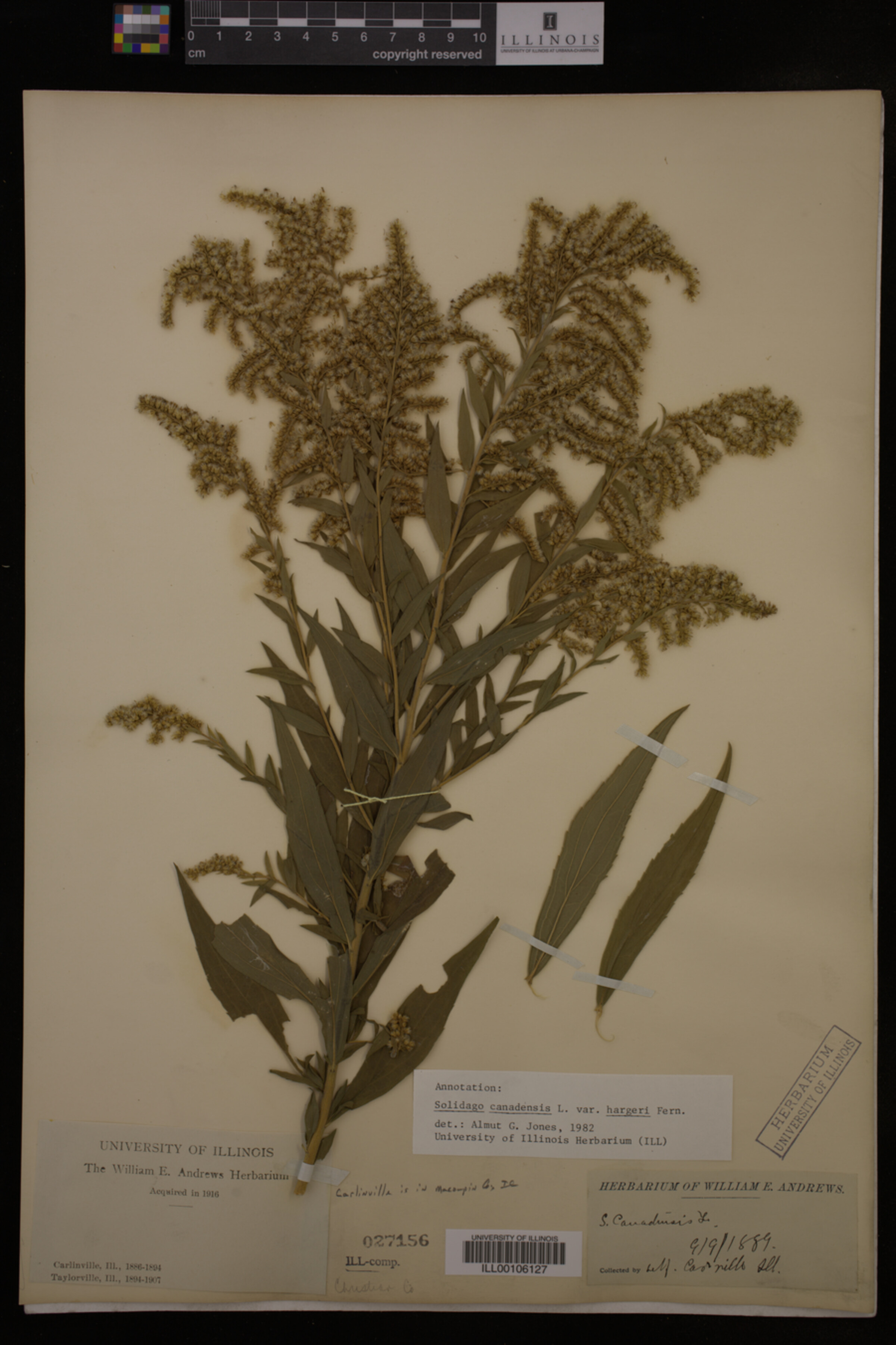 Solidago canadensis image