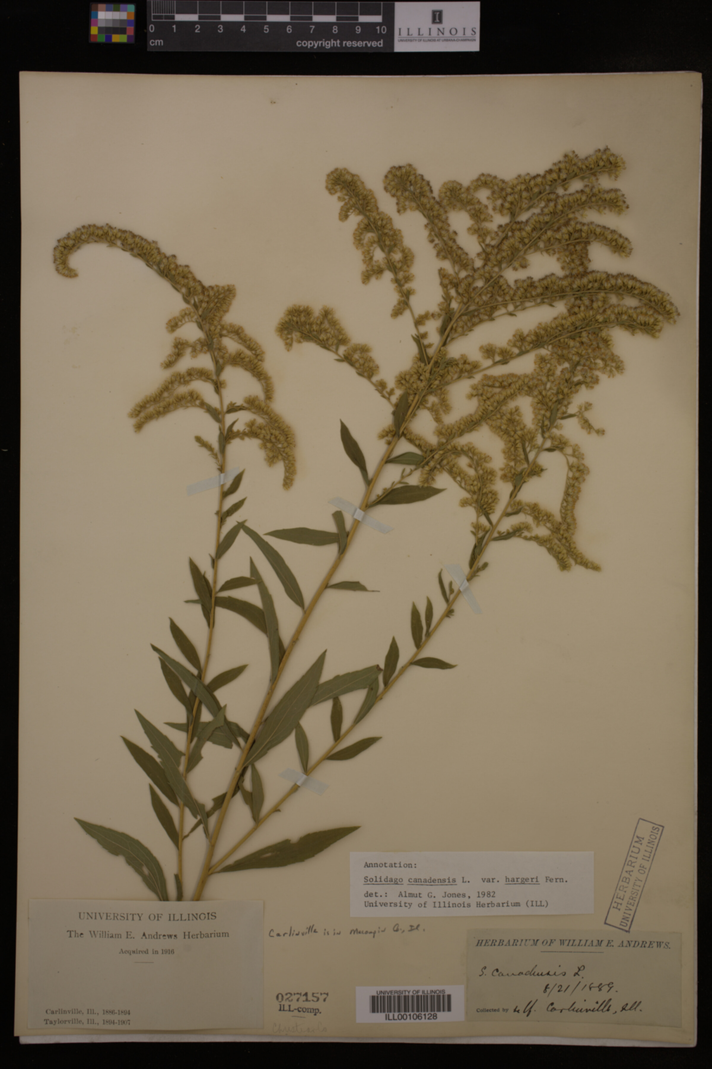 Solidago canadensis image