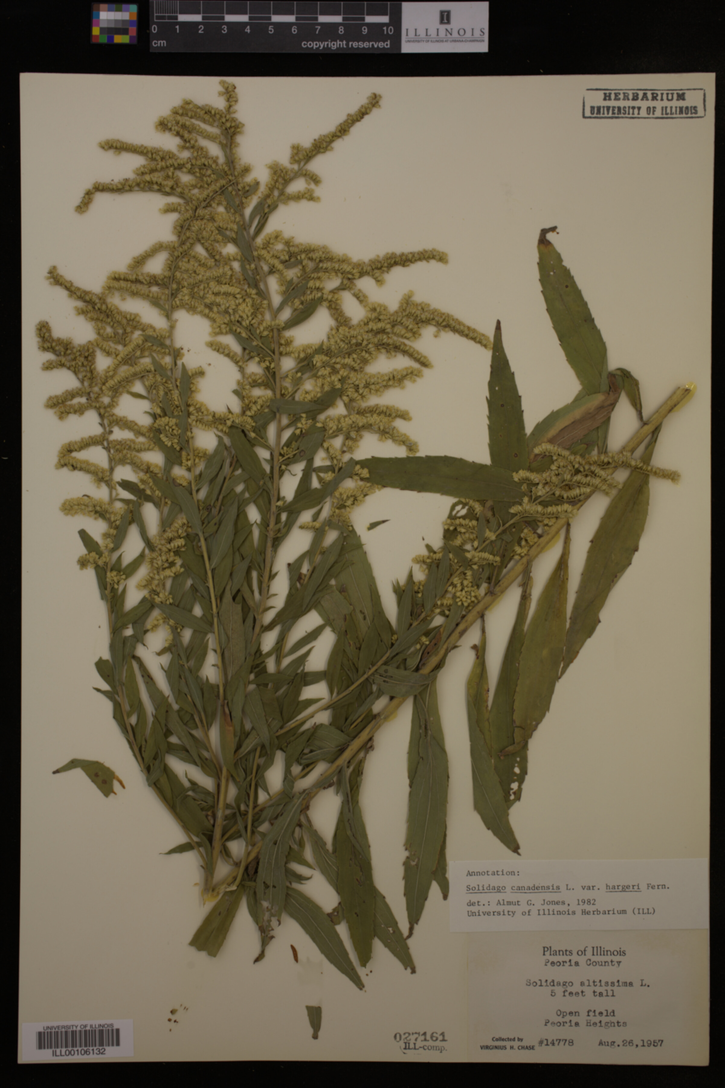 Solidago canadensis var. hargeri image