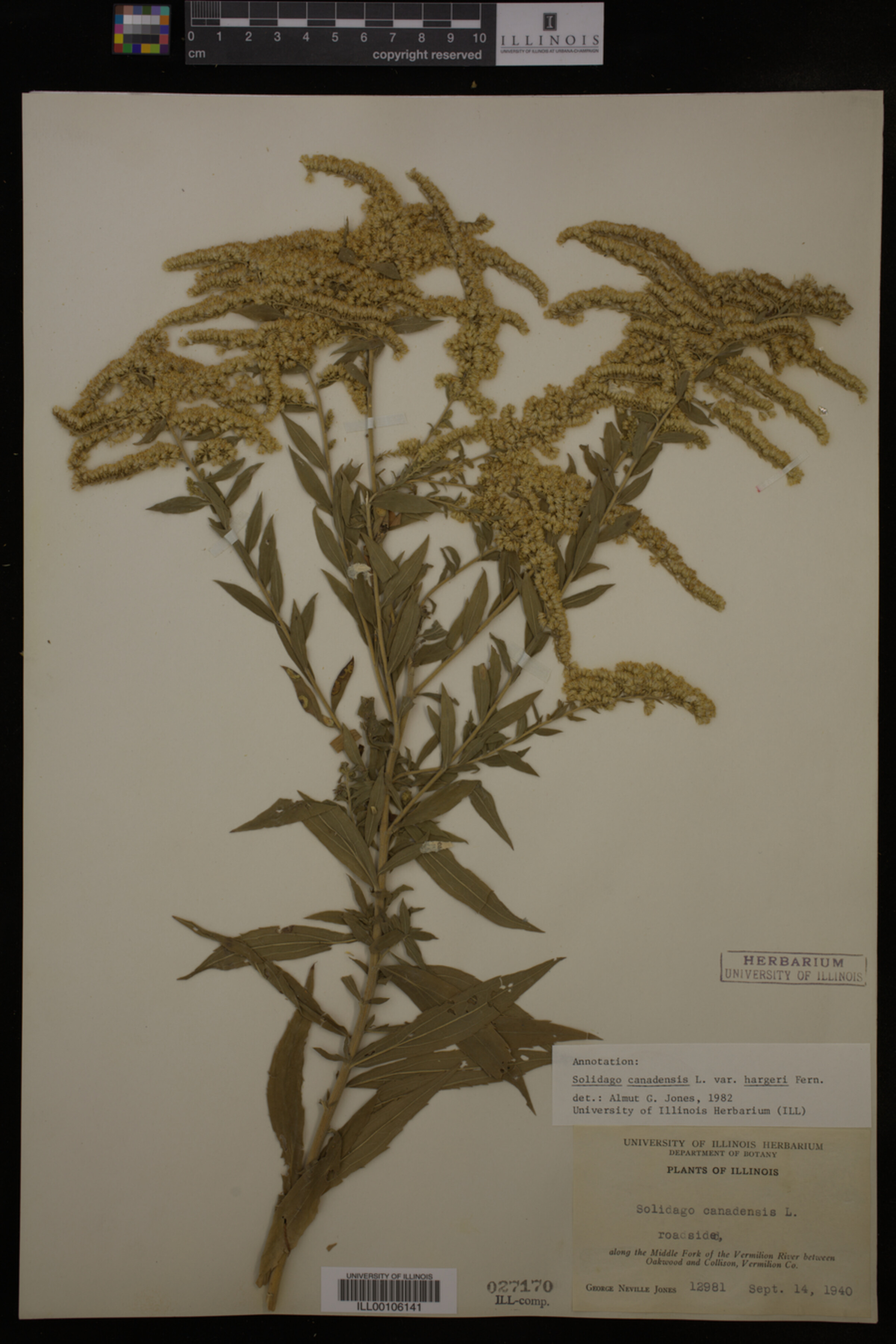 Solidago canadensis image