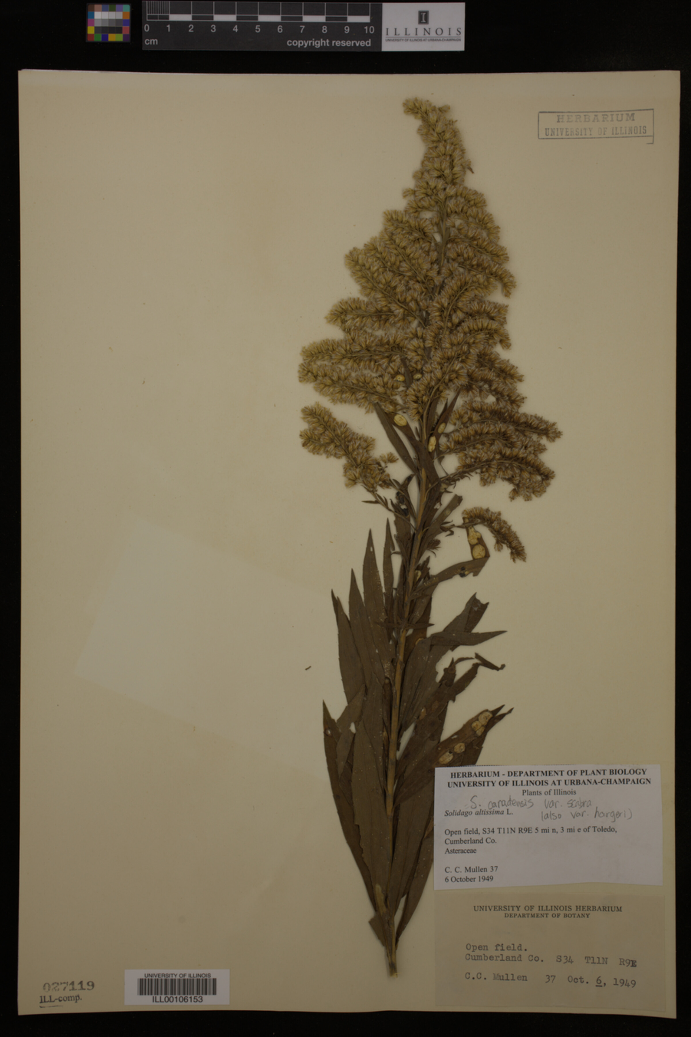 Solidago canadensis var. scabra image