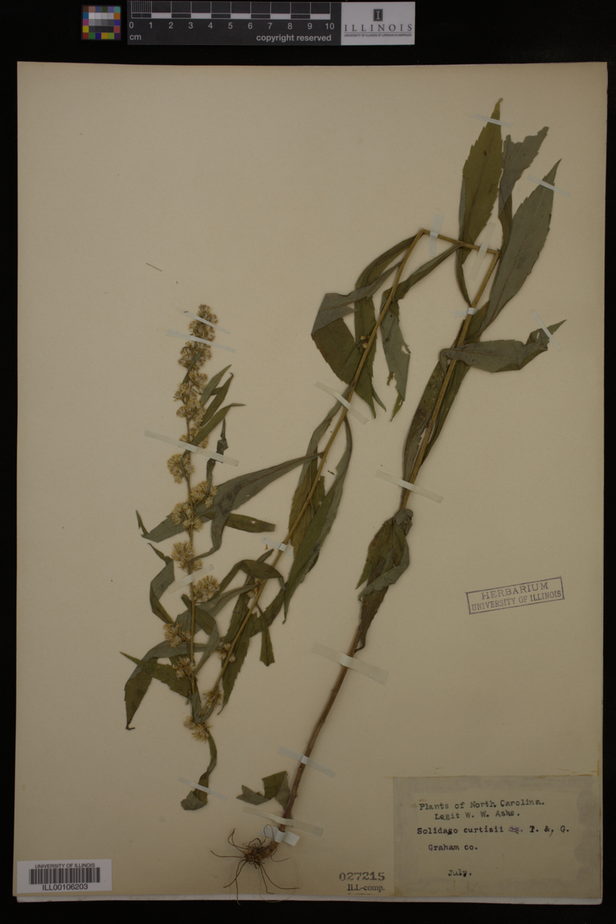Solidago curtisii image