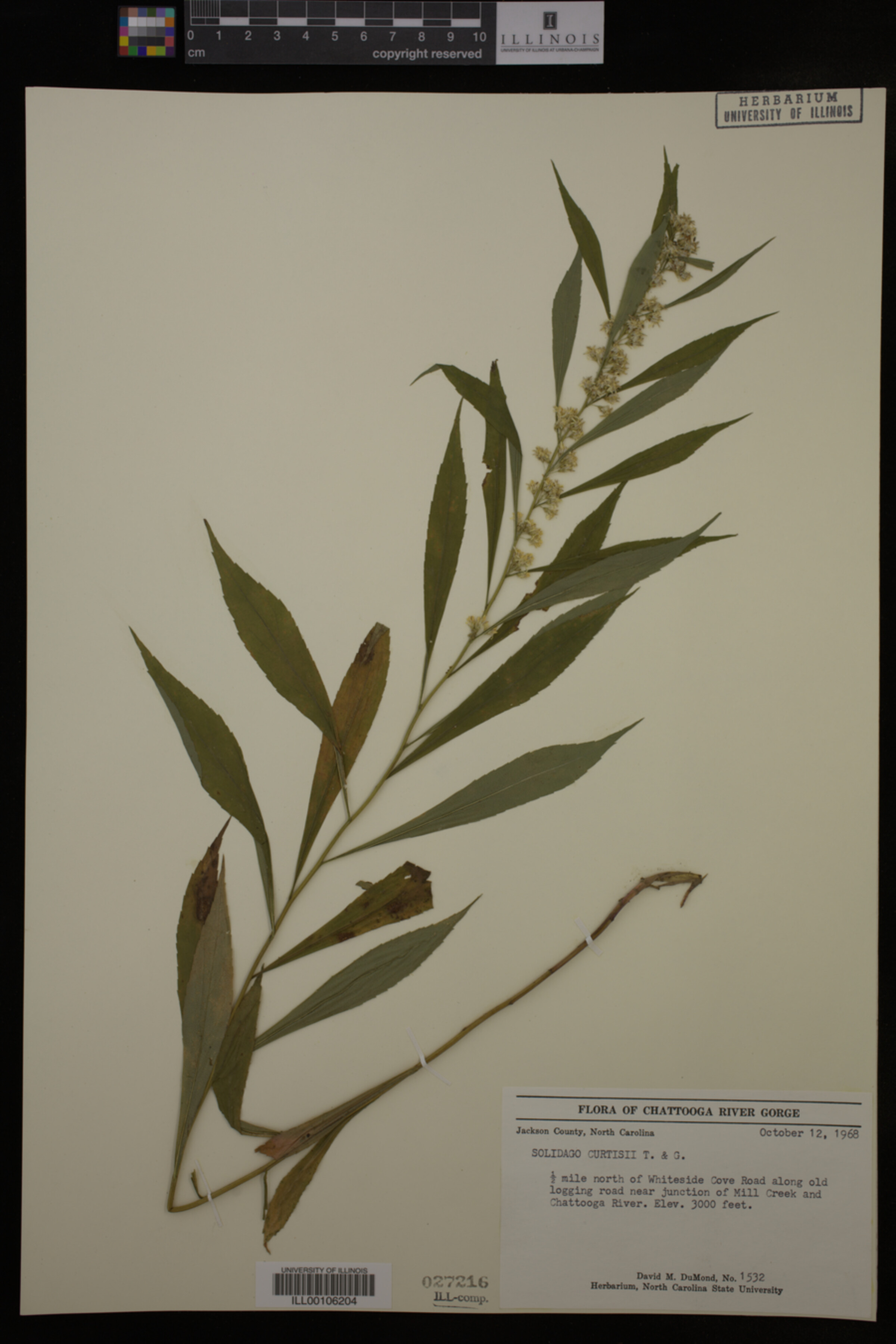 Solidago curtisii image