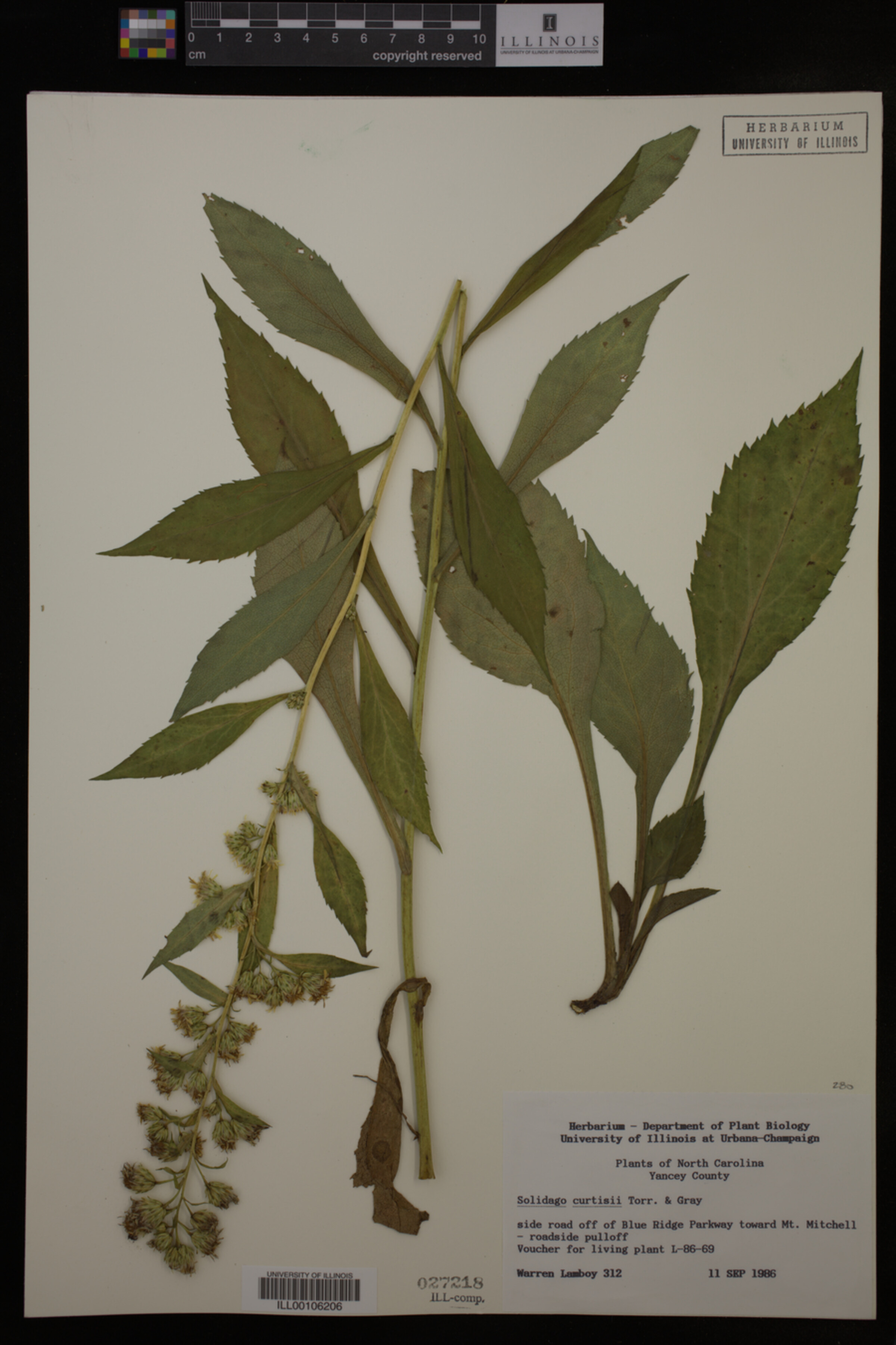 Solidago curtisii image