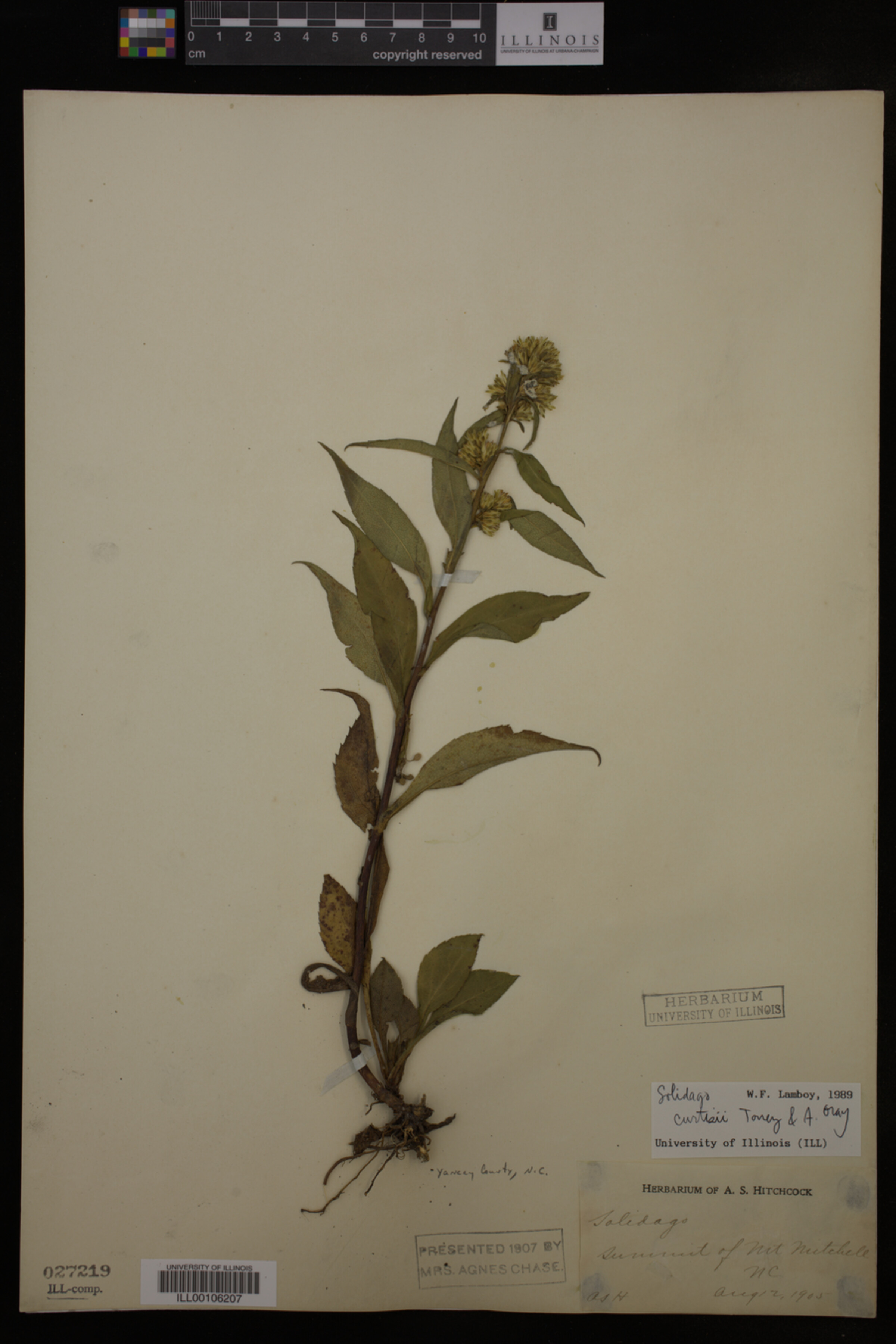 Solidago curtisii image