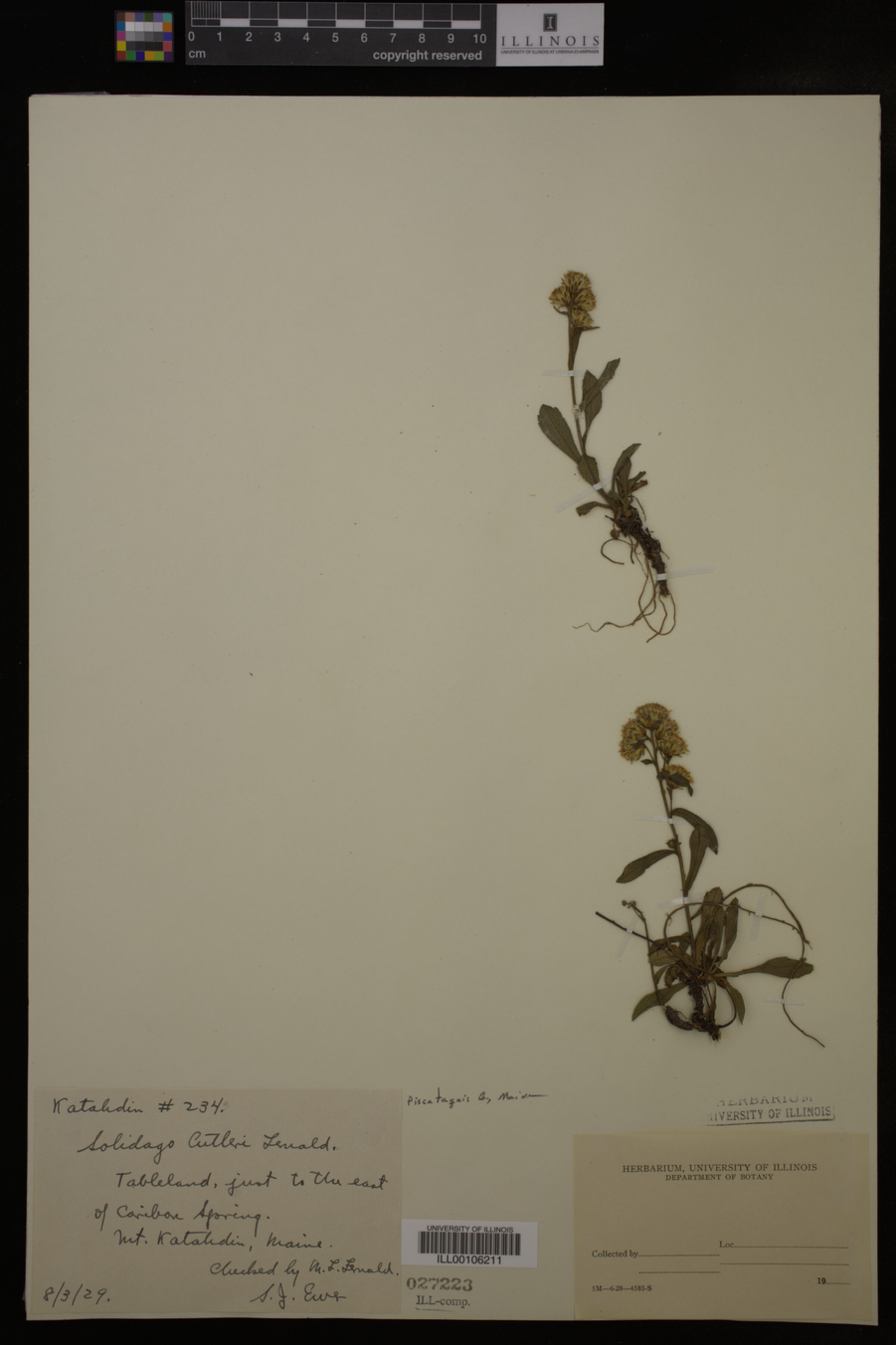 Solidago cutleri image