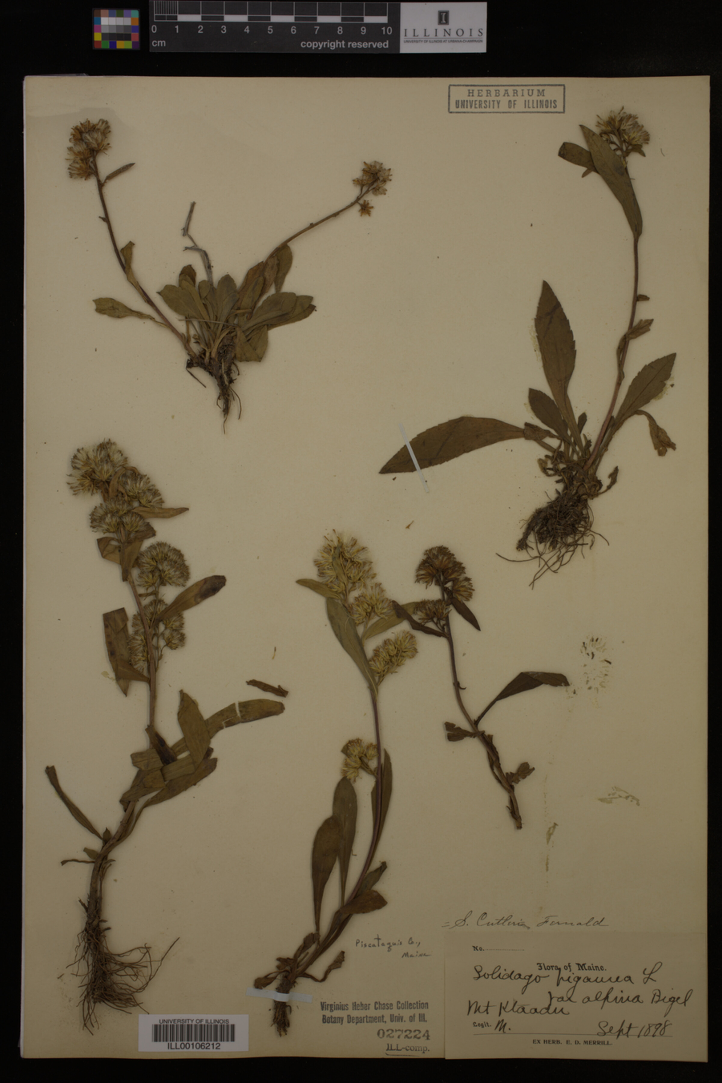 Solidago cutleri image