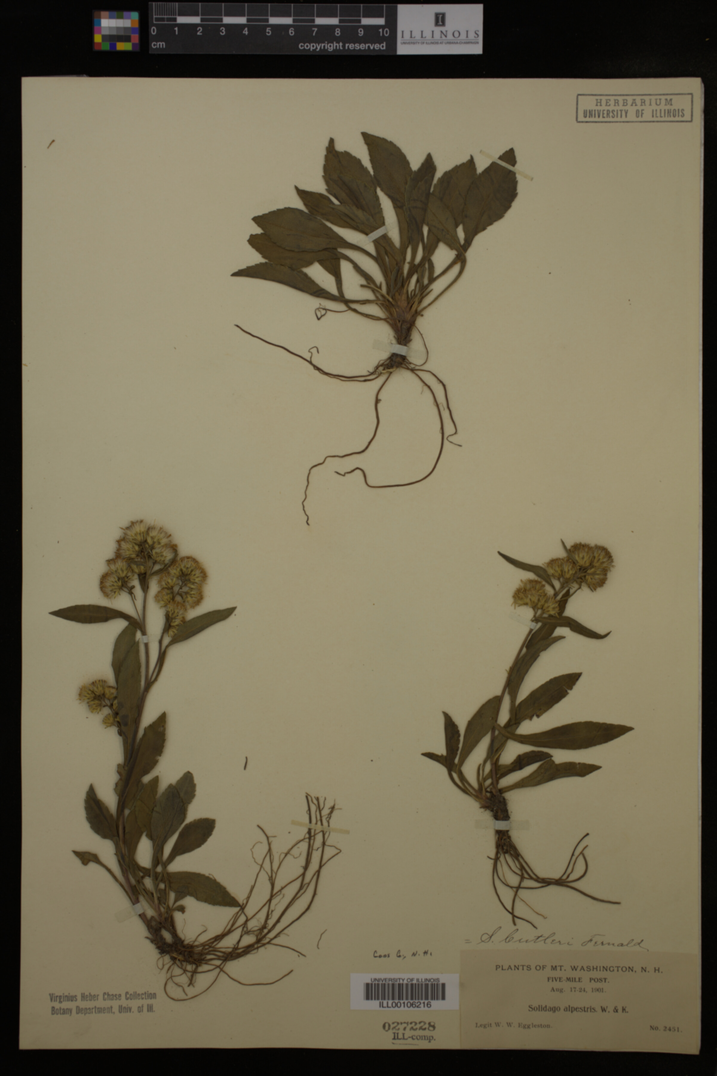 Solidago cutleri image