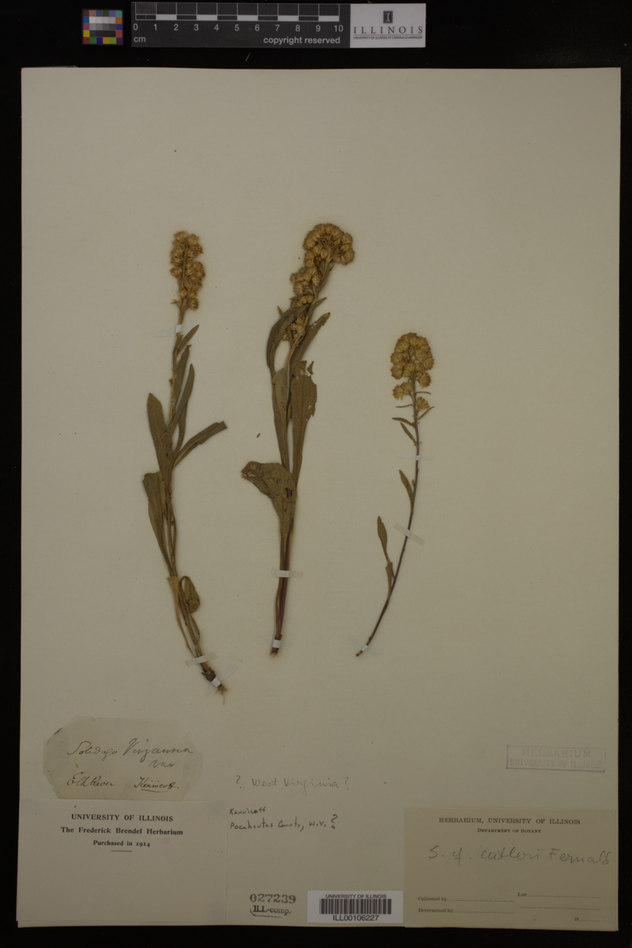 Solidago cutleri image