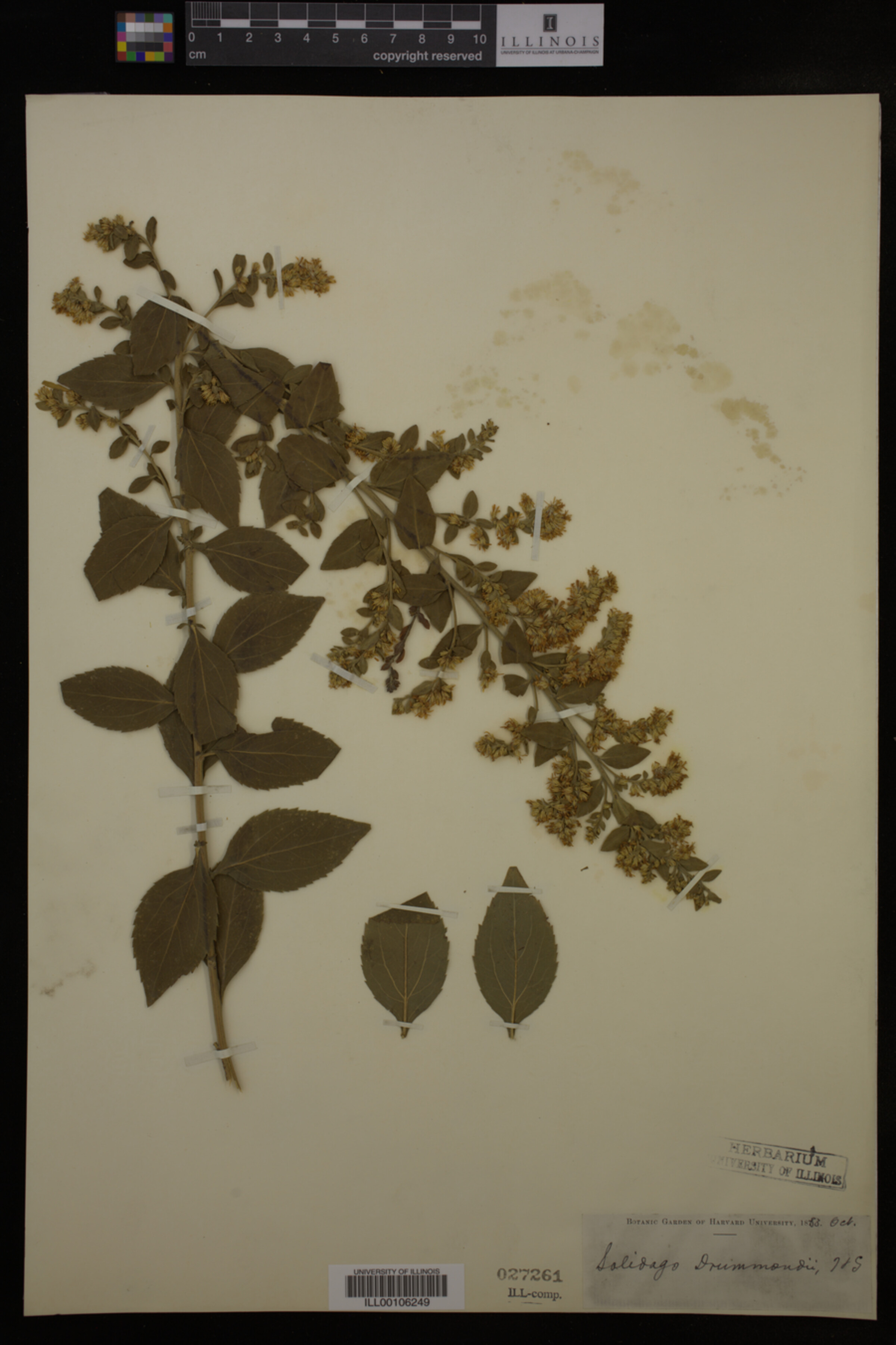 Solidago drummondii image