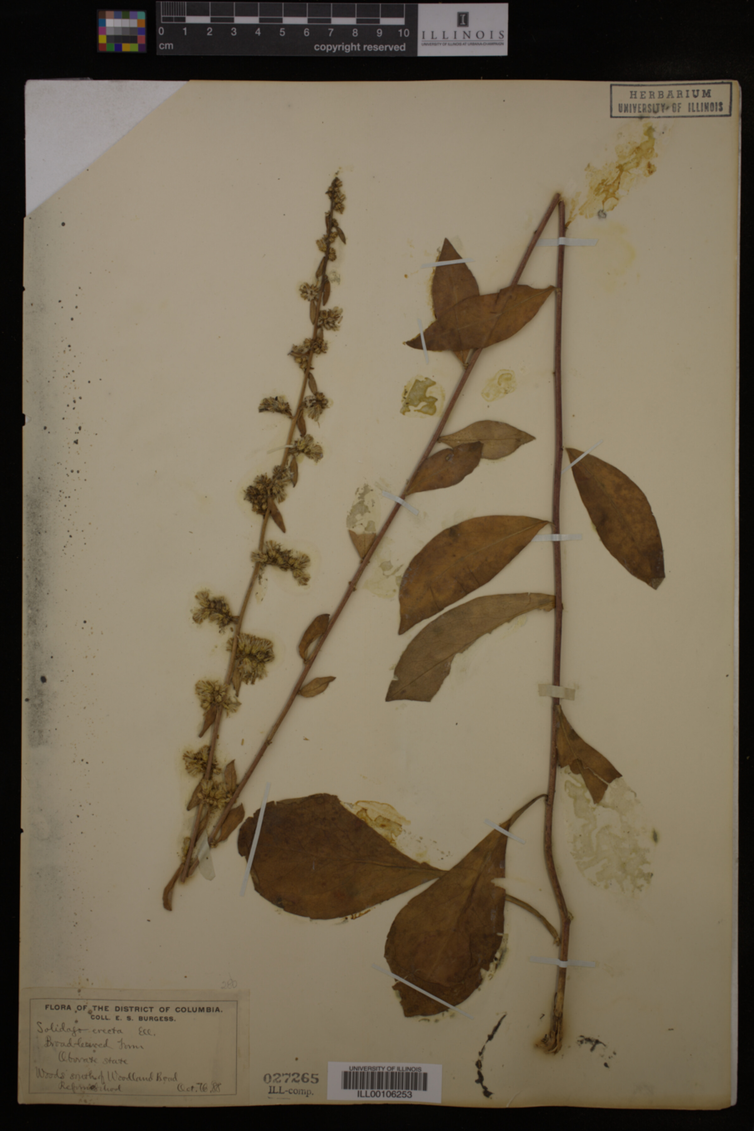 Solidago erecta image