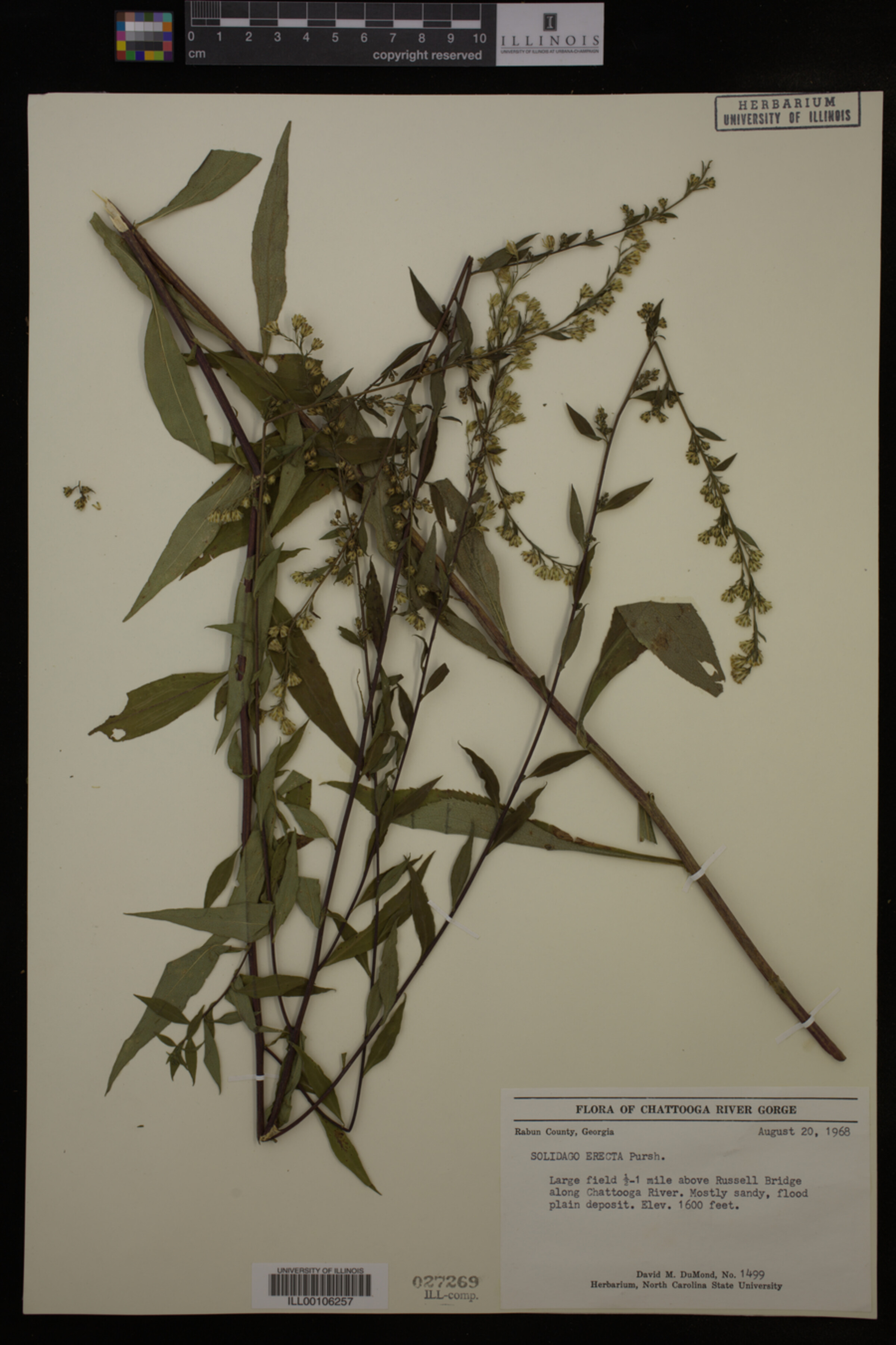 Solidago erecta image
