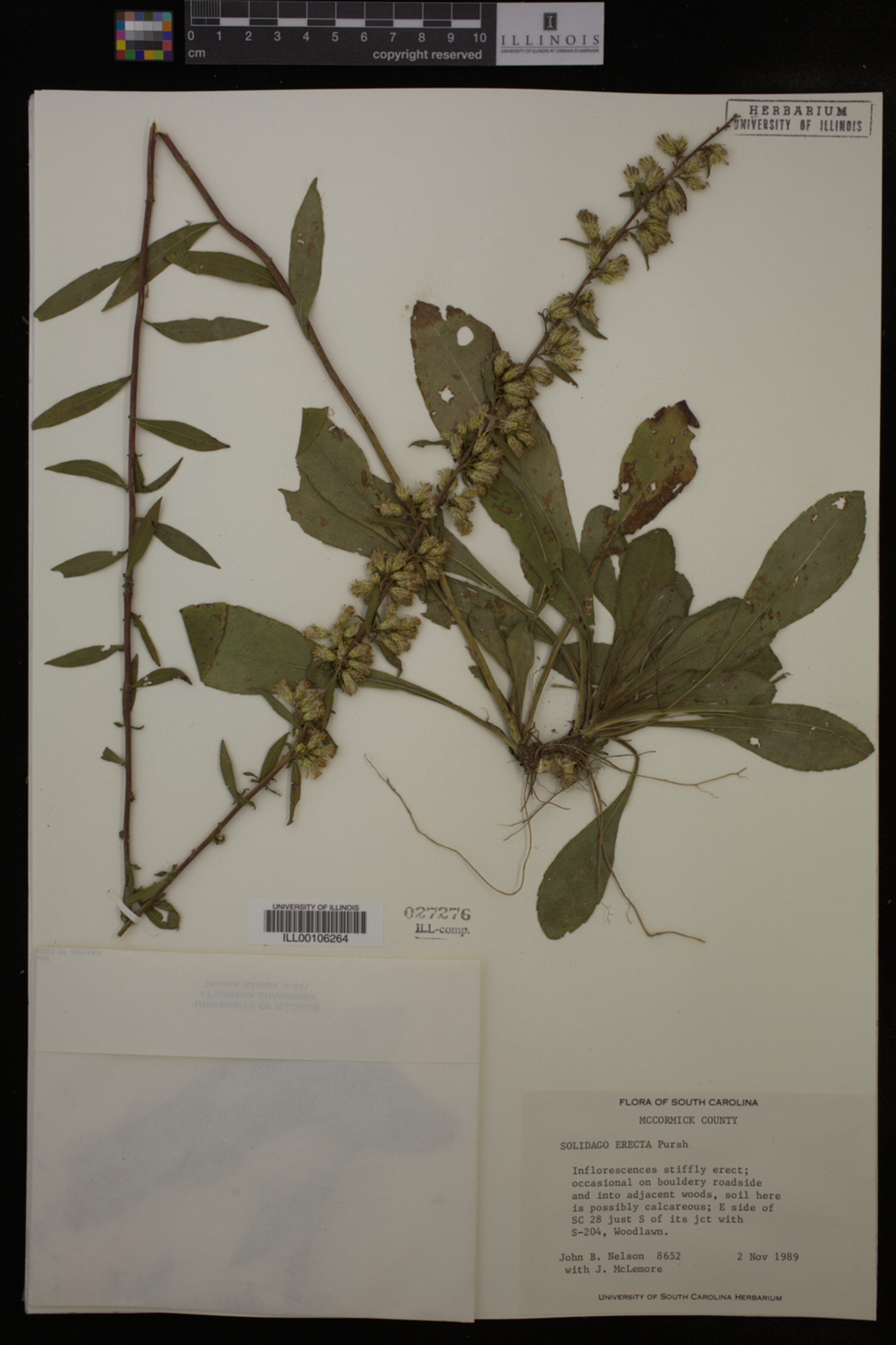 Solidago erecta image