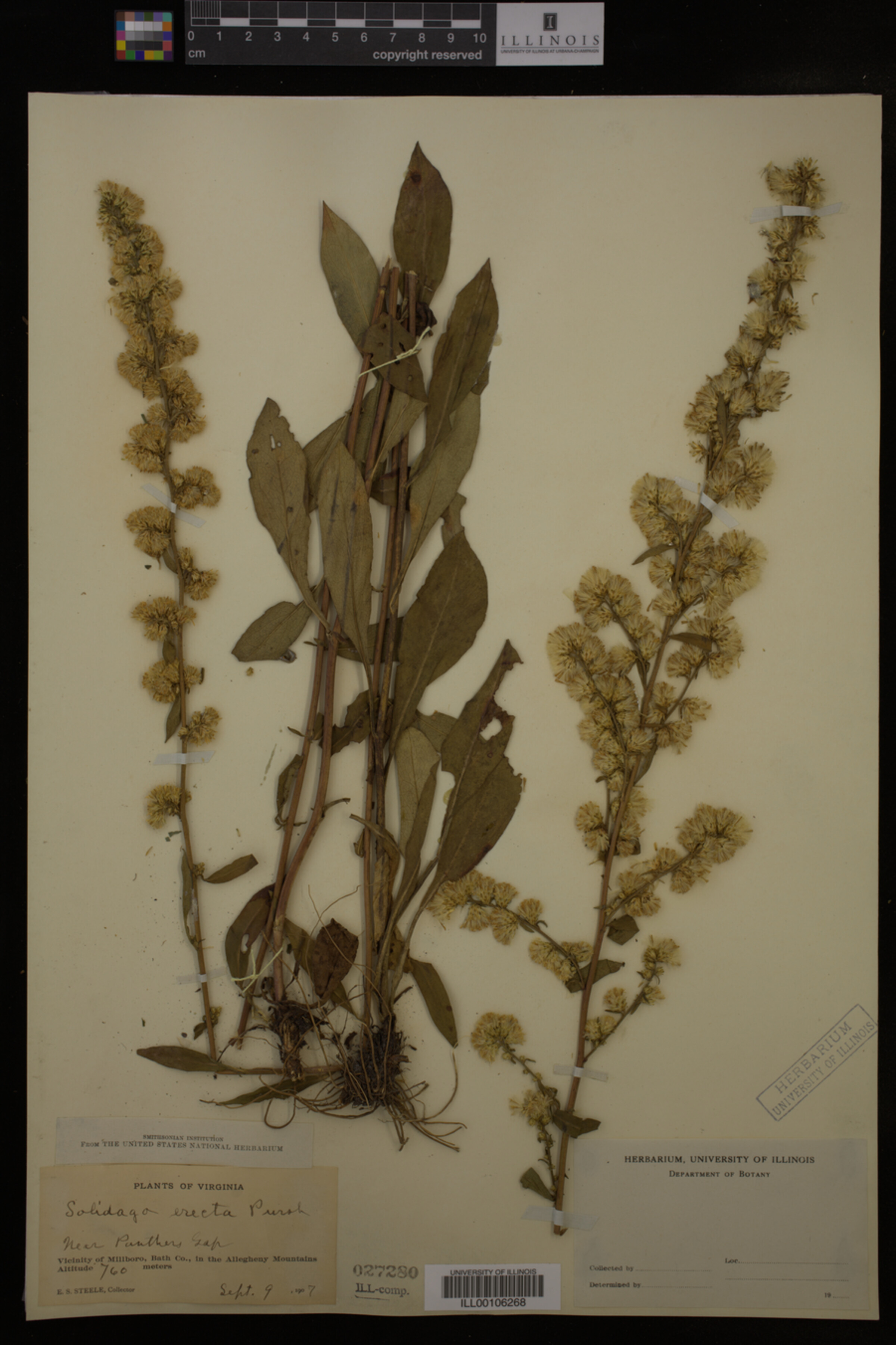 Solidago erecta image