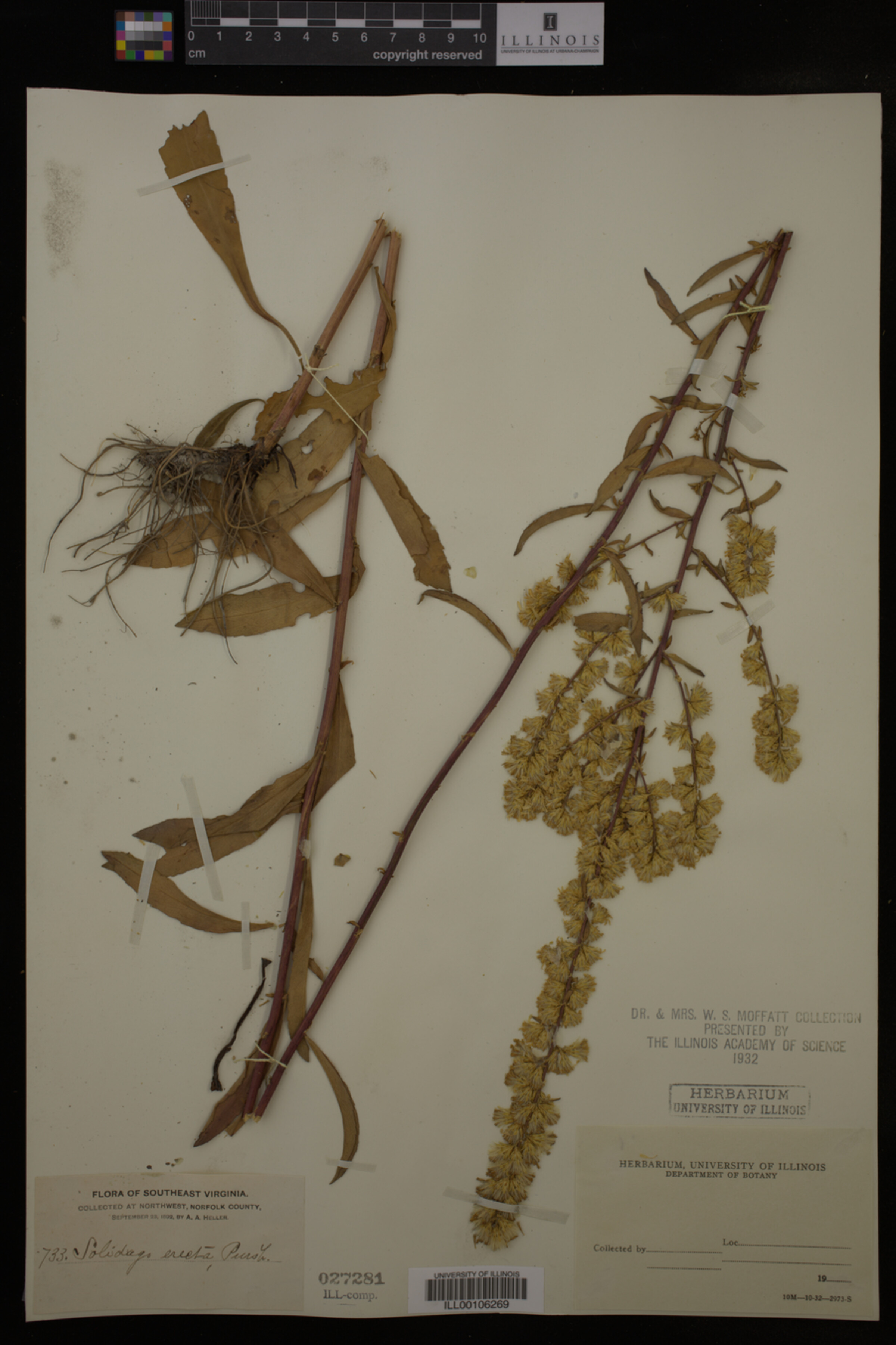Solidago erecta image