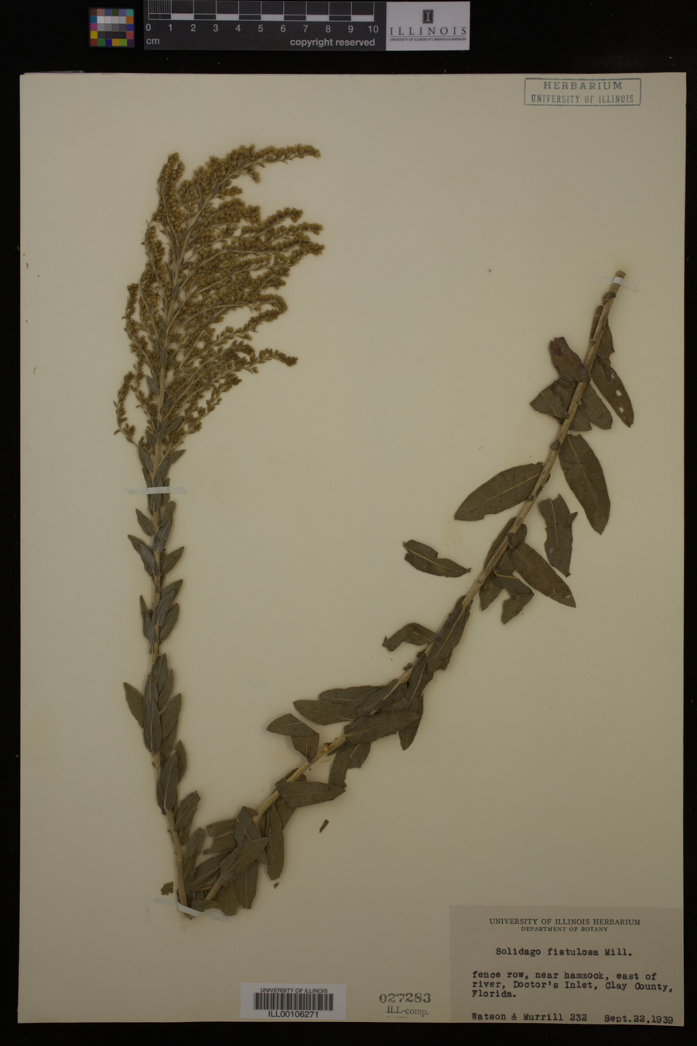 Solidago fistulosa image