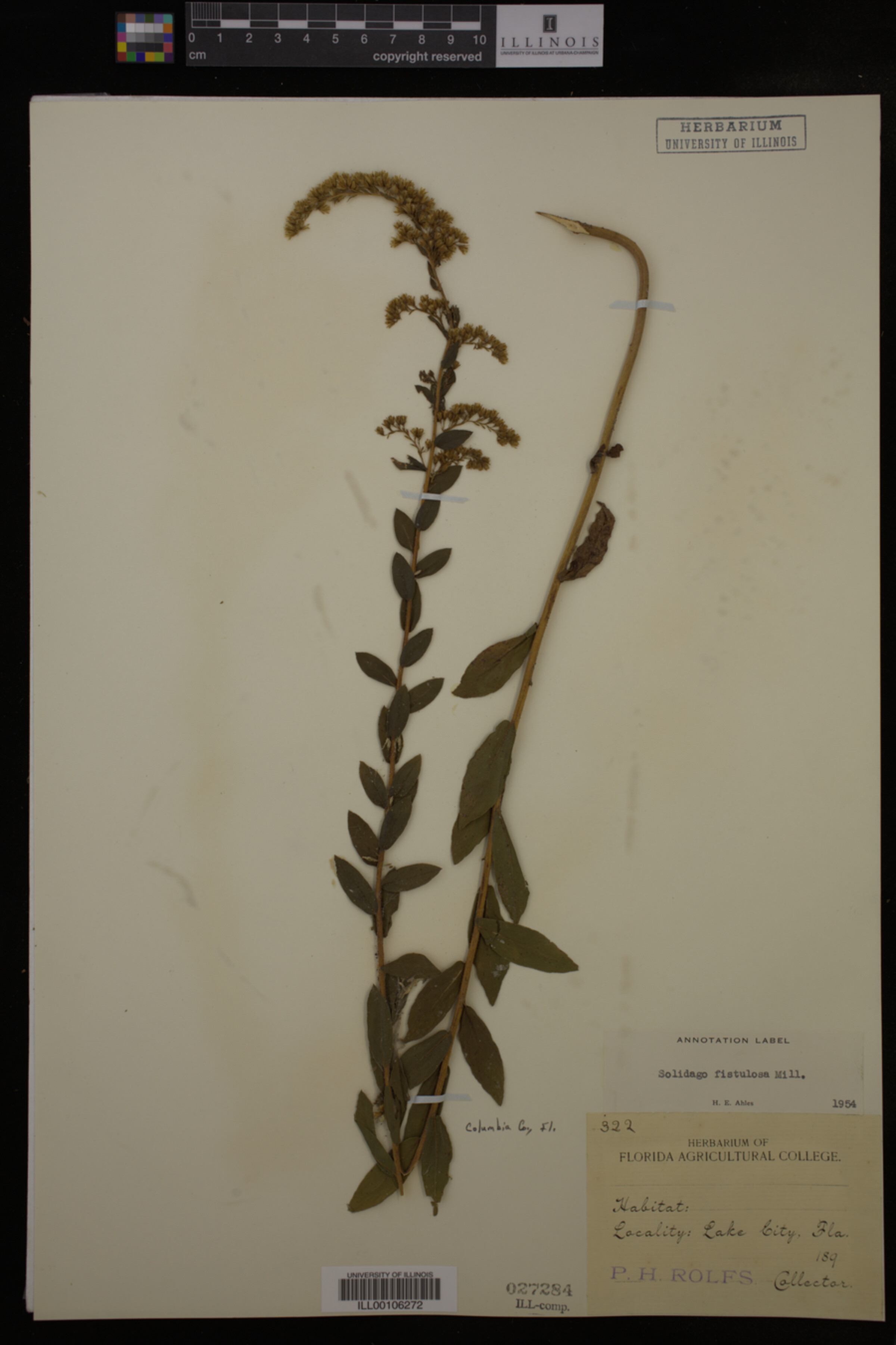 Solidago fistulosa image