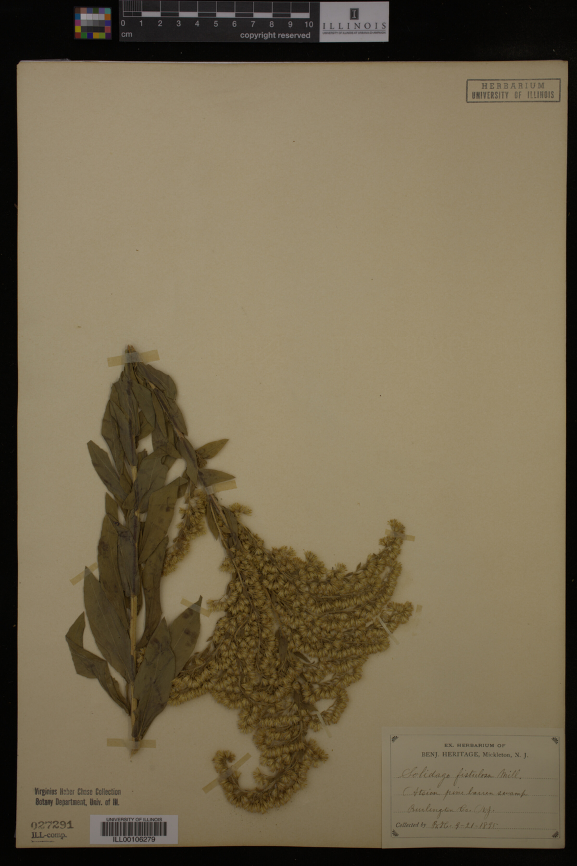 Solidago fistulosa image