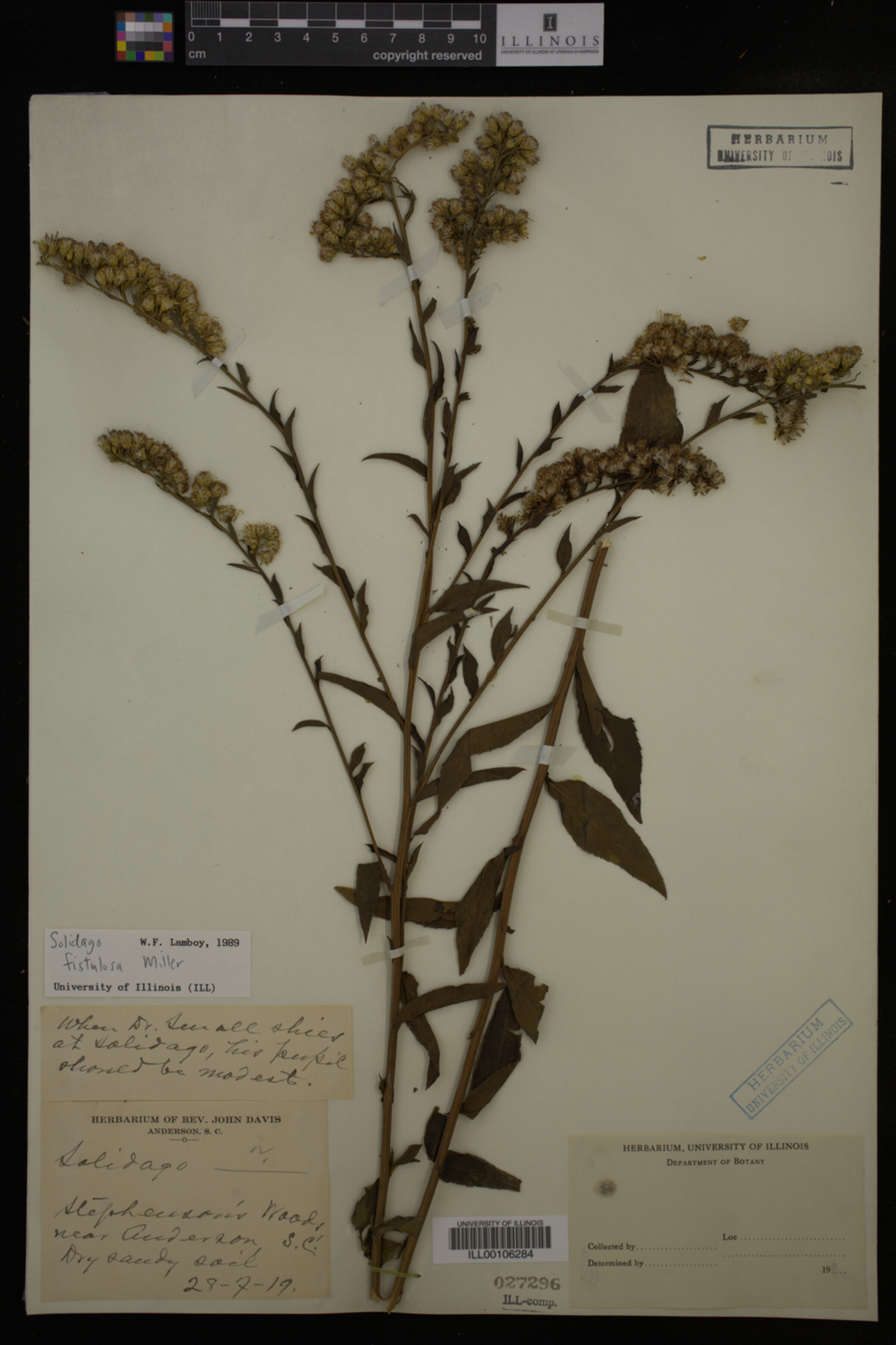 Solidago fistulosa image