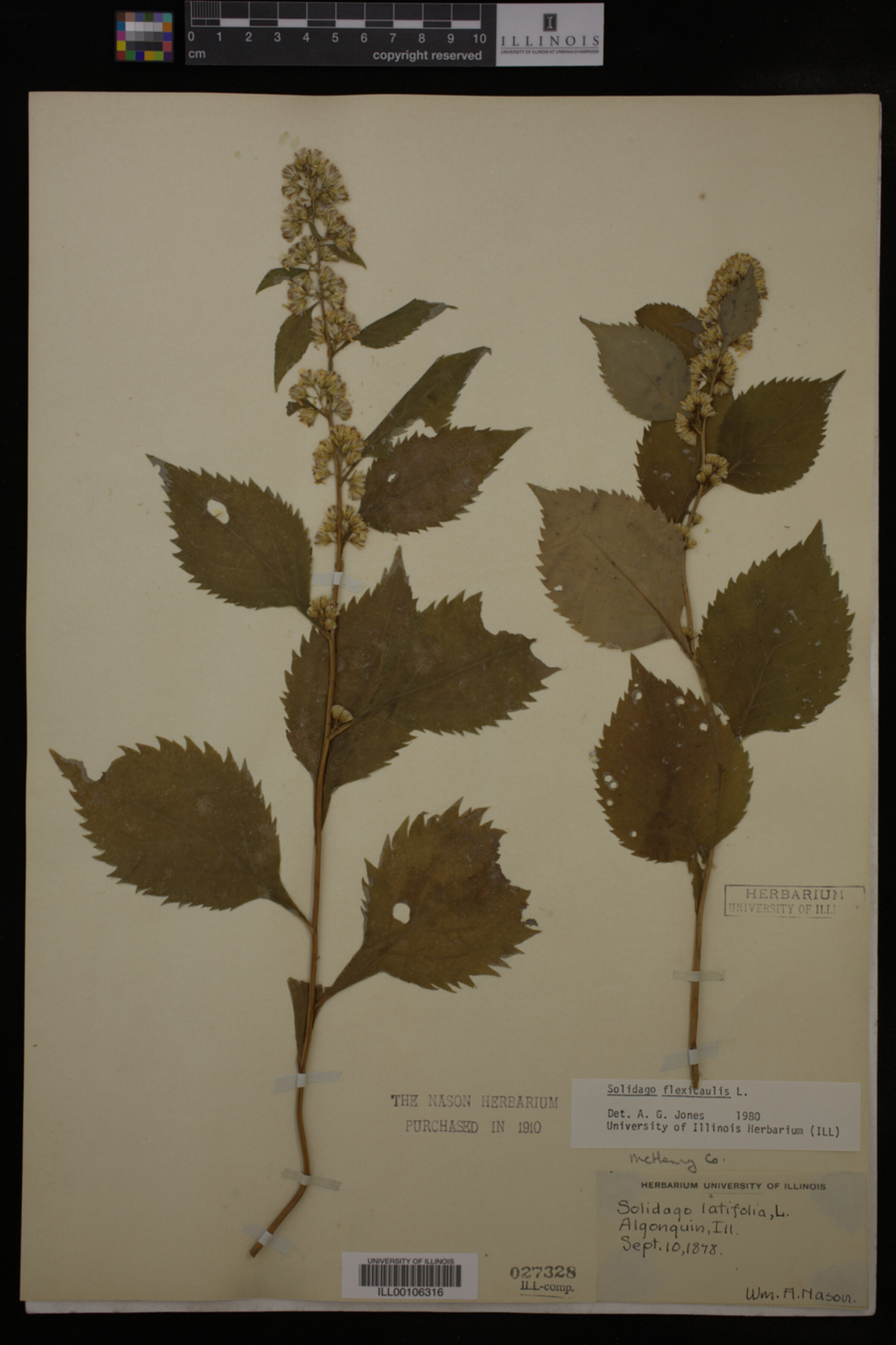 Solidago flexicaulis image