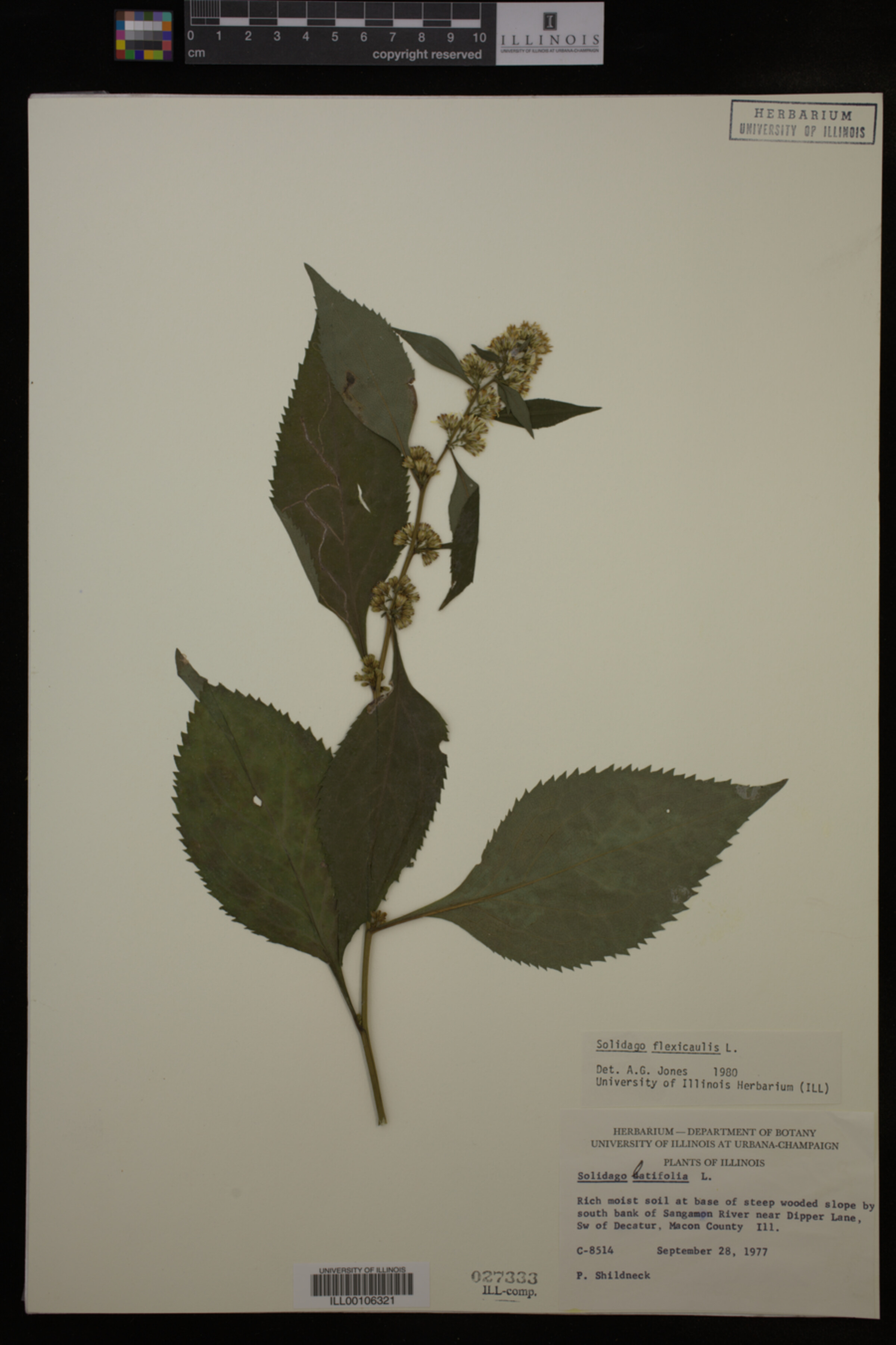 Solidago flexicaulis image