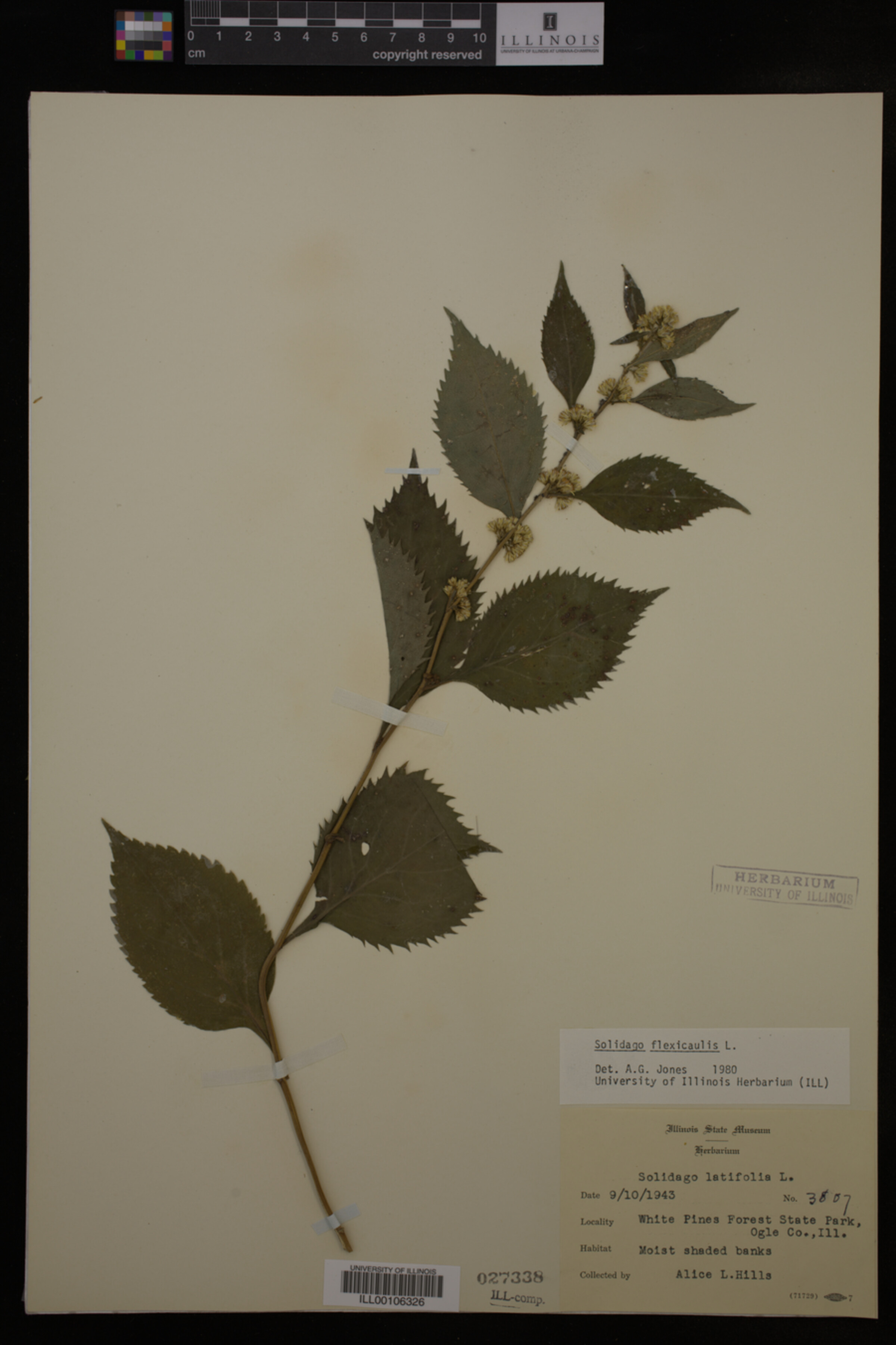 Solidago flexicaulis image