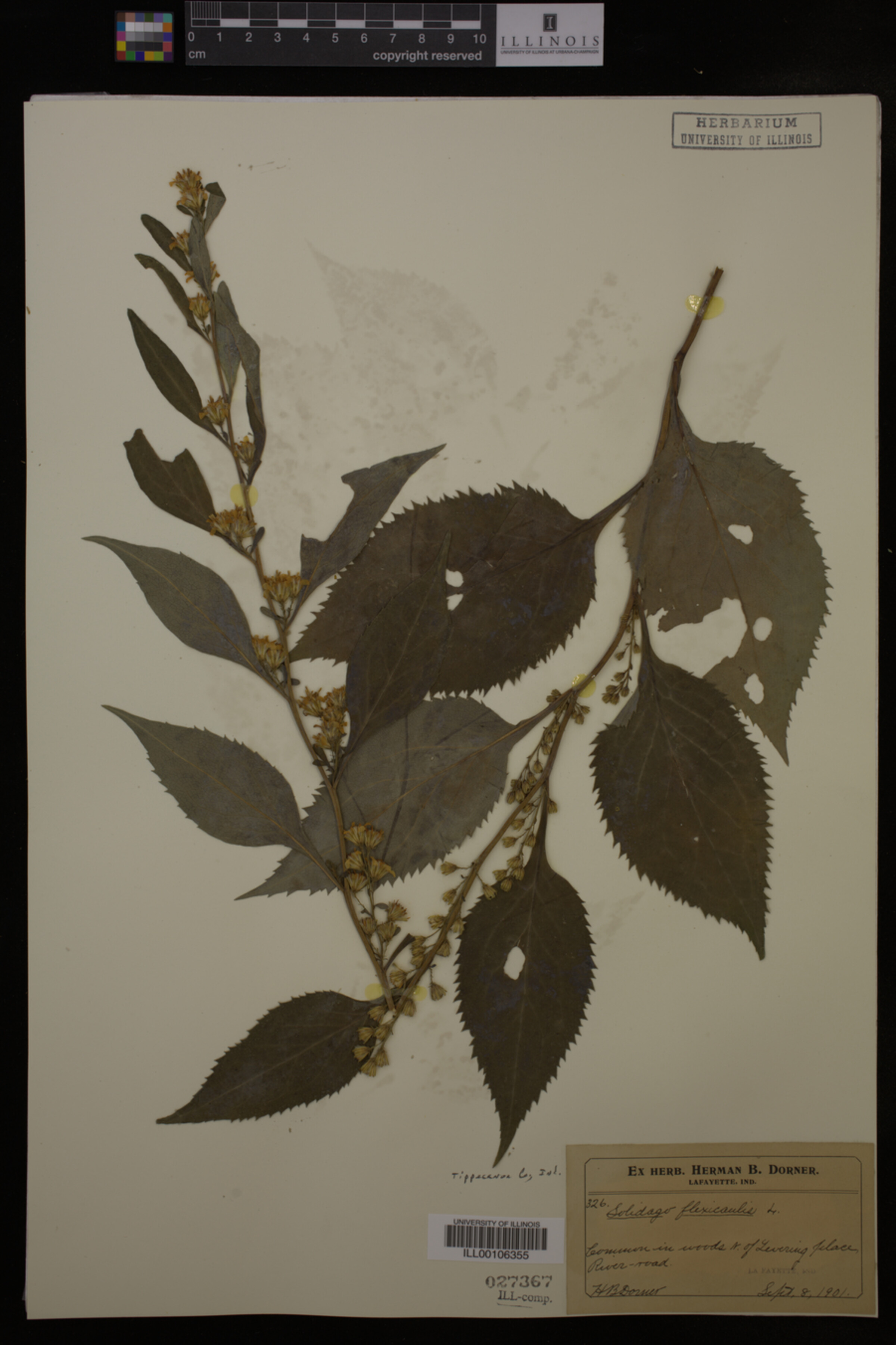 Solidago flexicaulis image