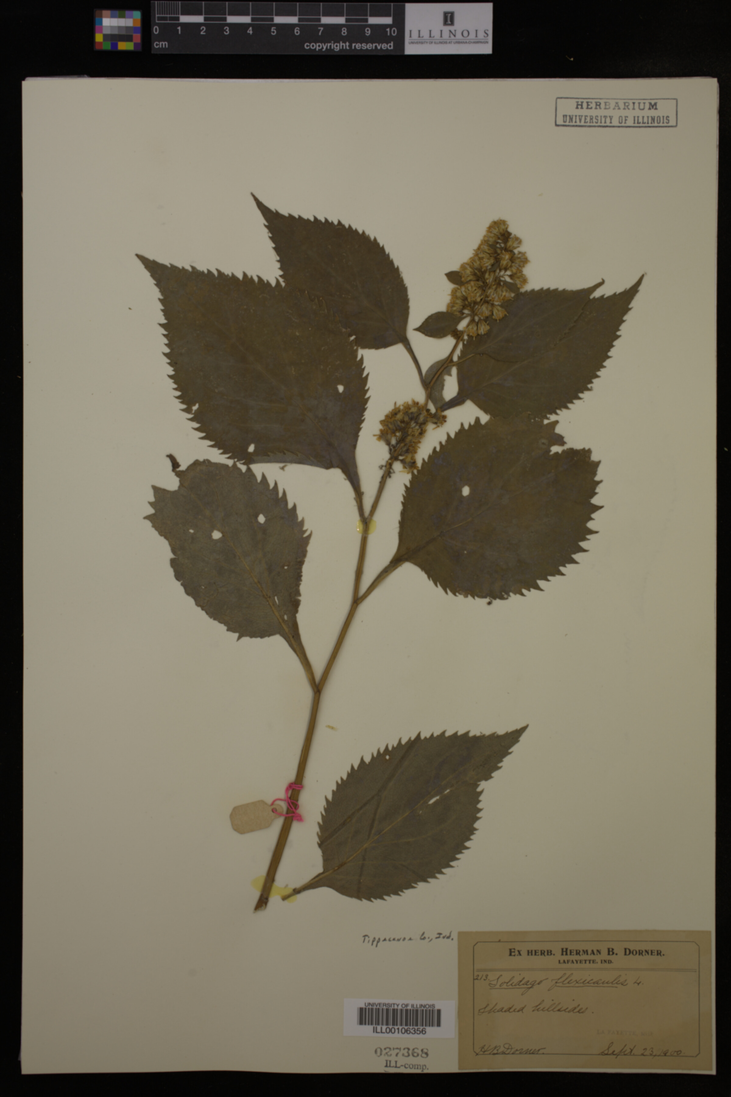 Solidago flexicaulis image