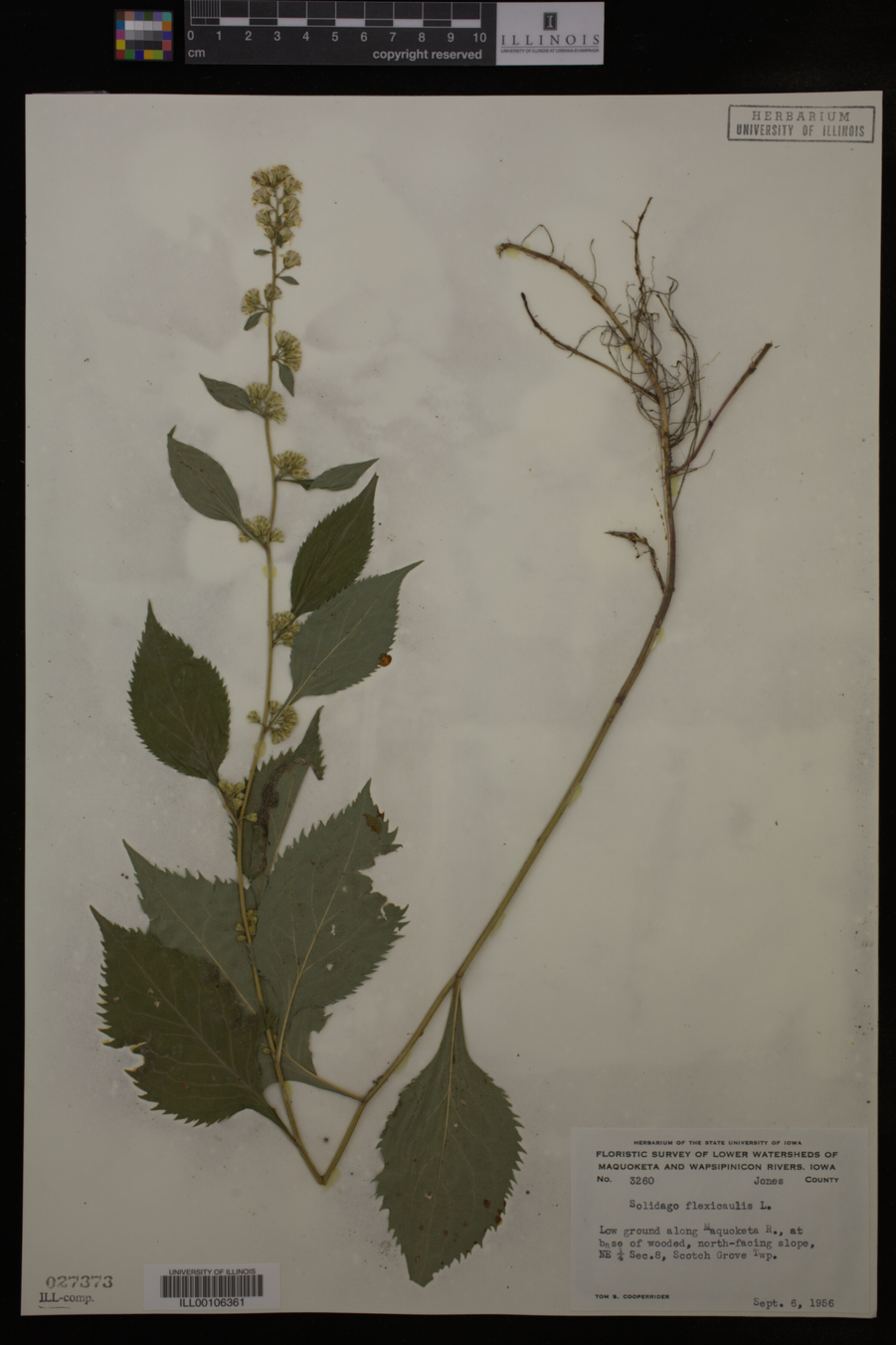Solidago flexicaulis image
