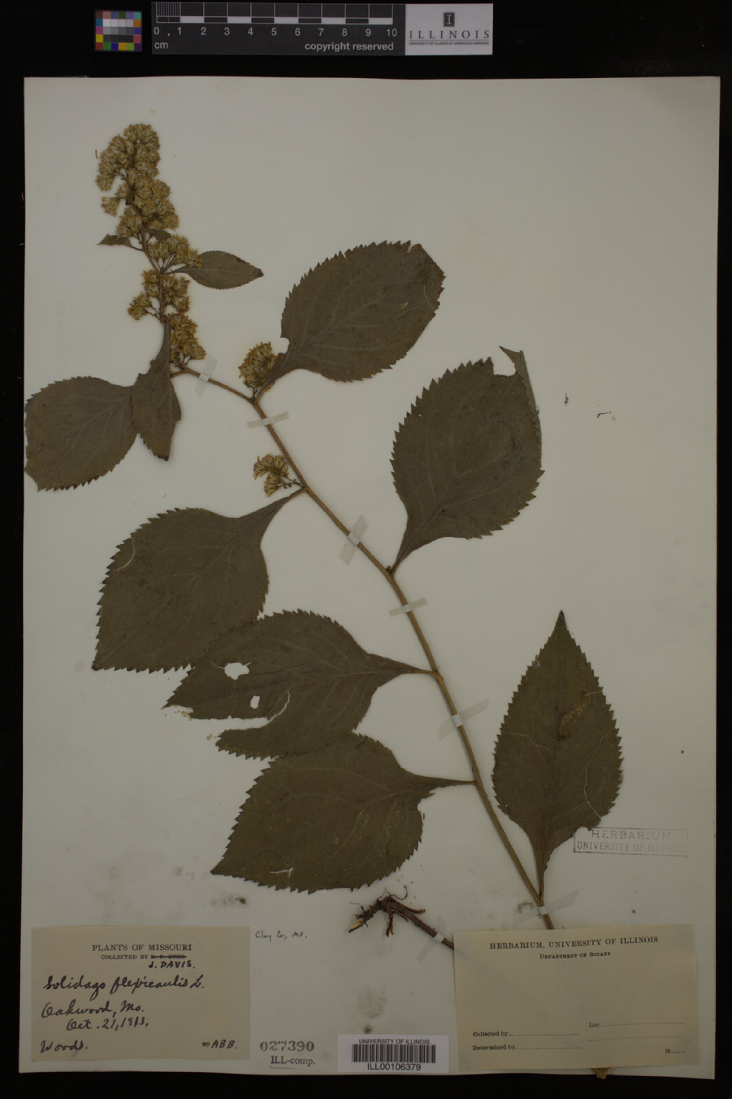 Solidago flexicaulis image