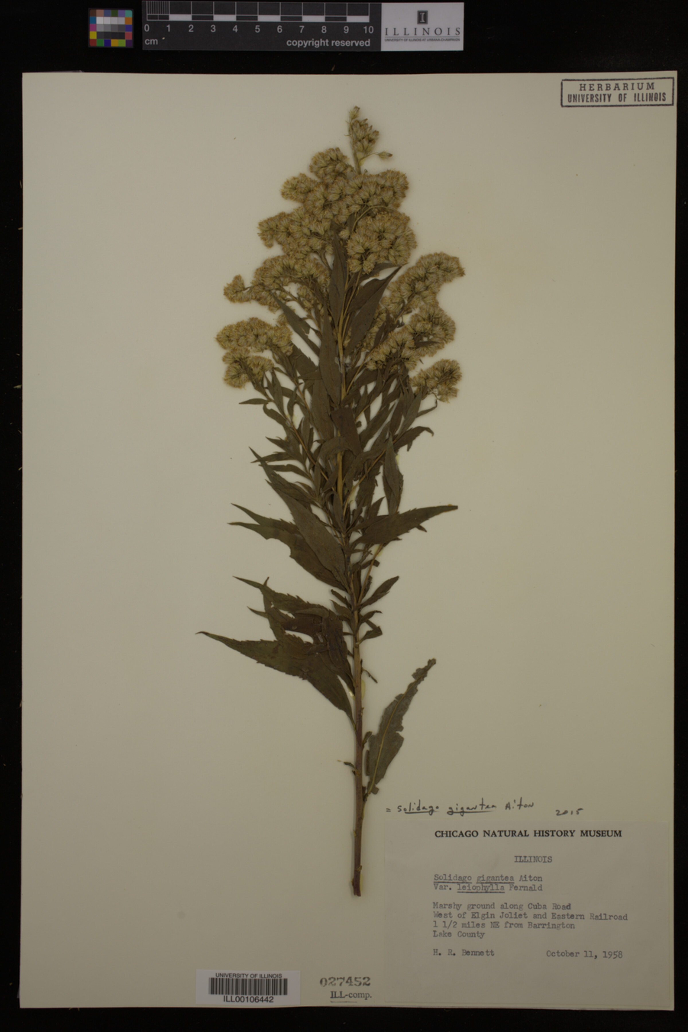 Solidago gigantea image