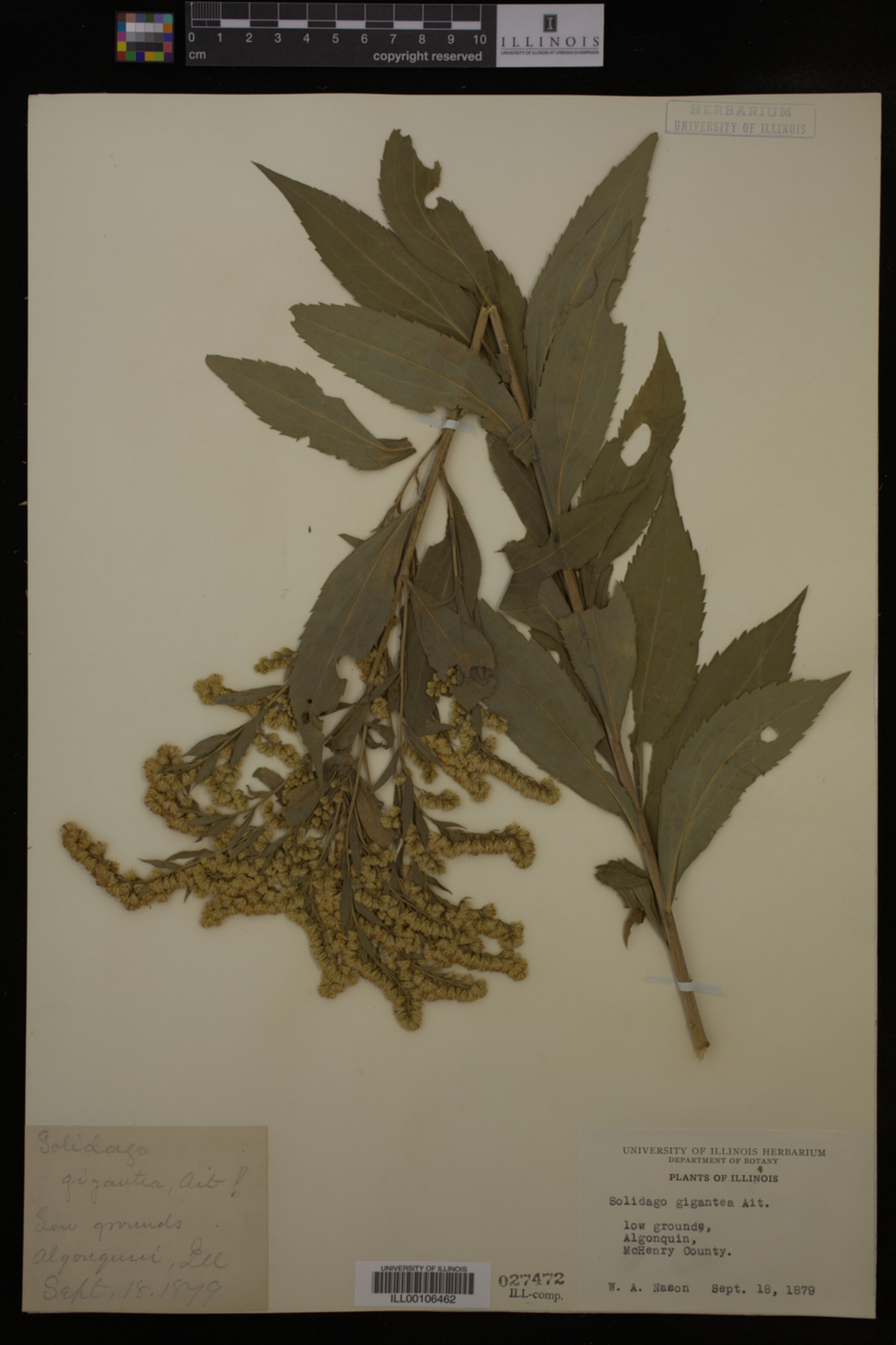 Solidago gigantea image