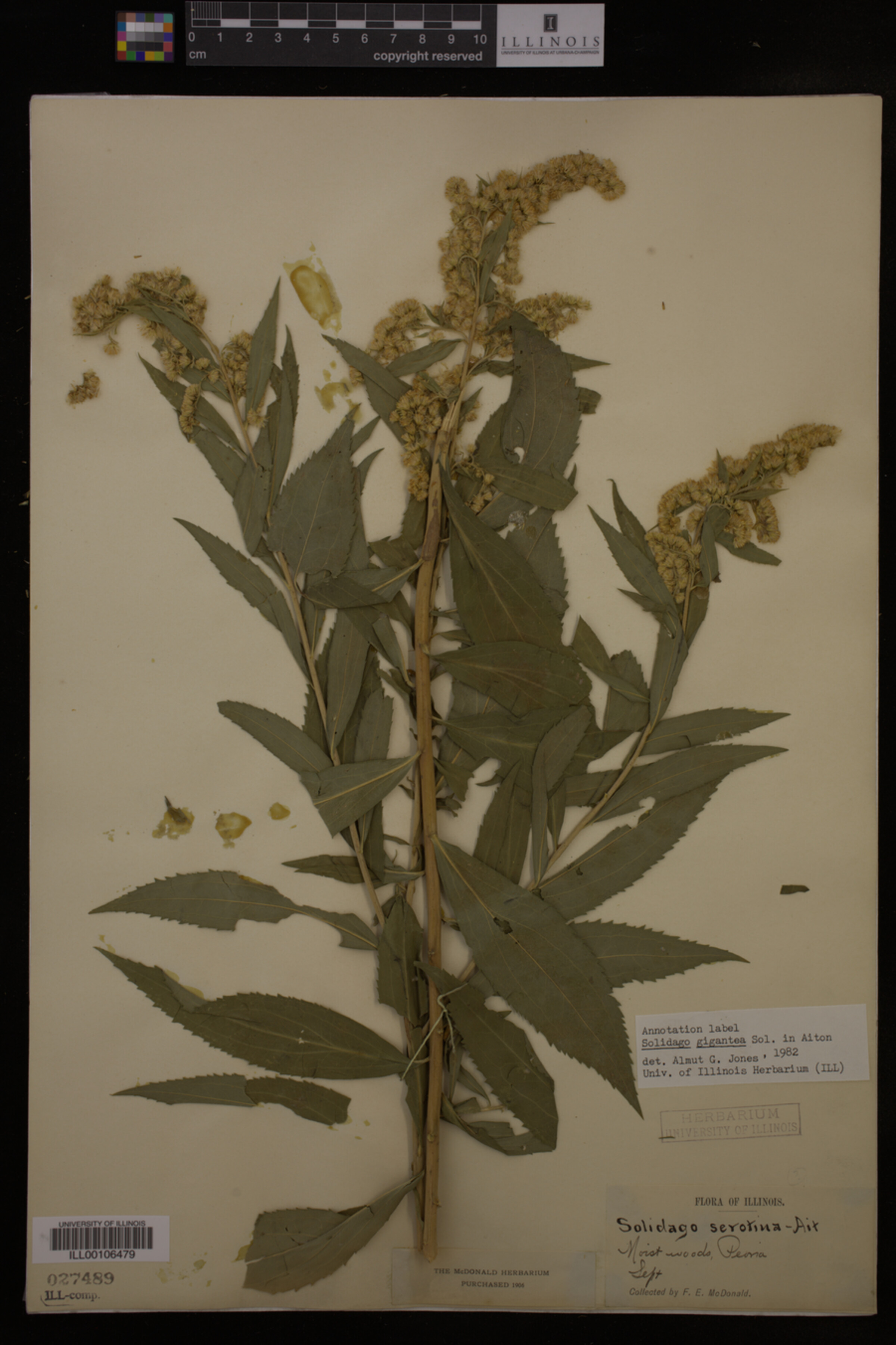 Solidago gigantea image