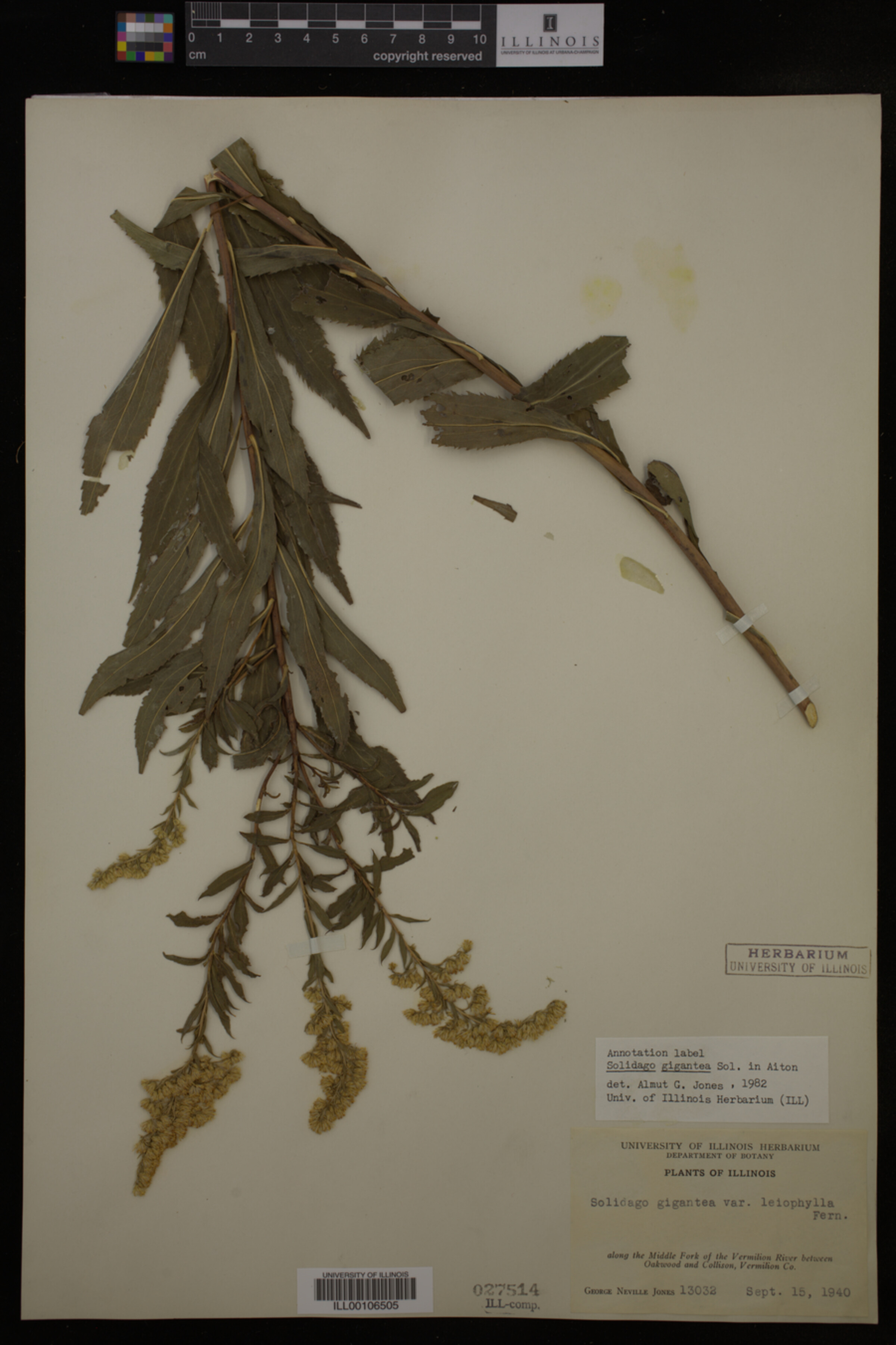 Solidago gigantea image