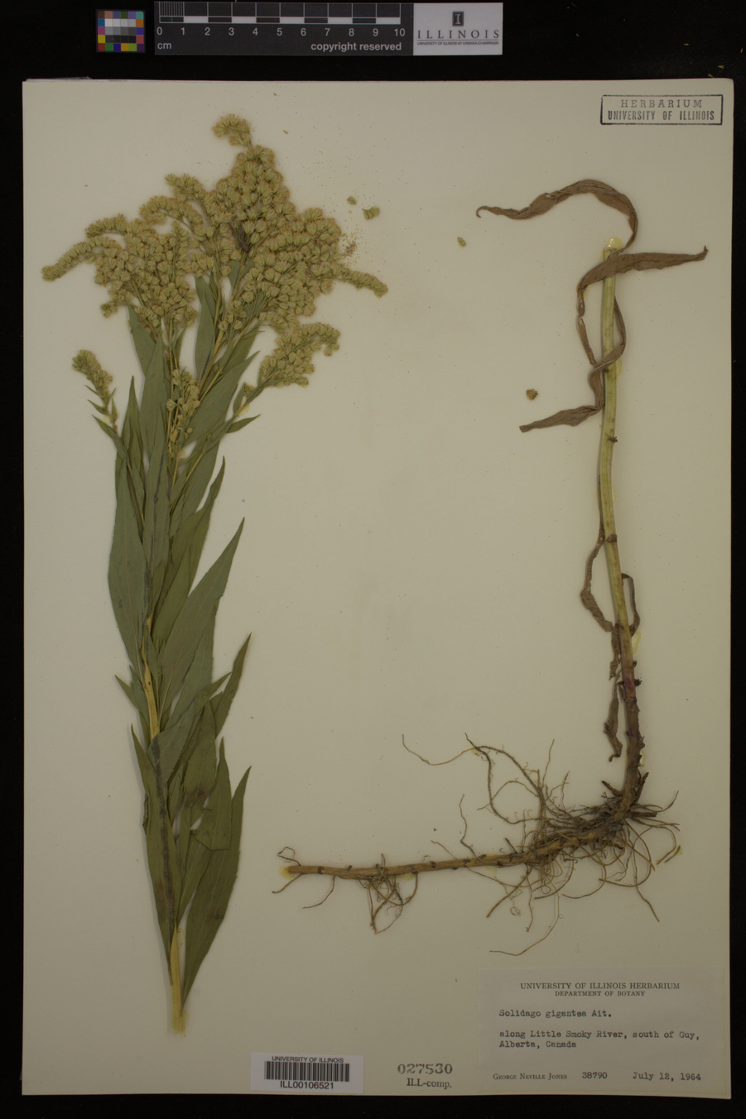 Solidago gigantea image