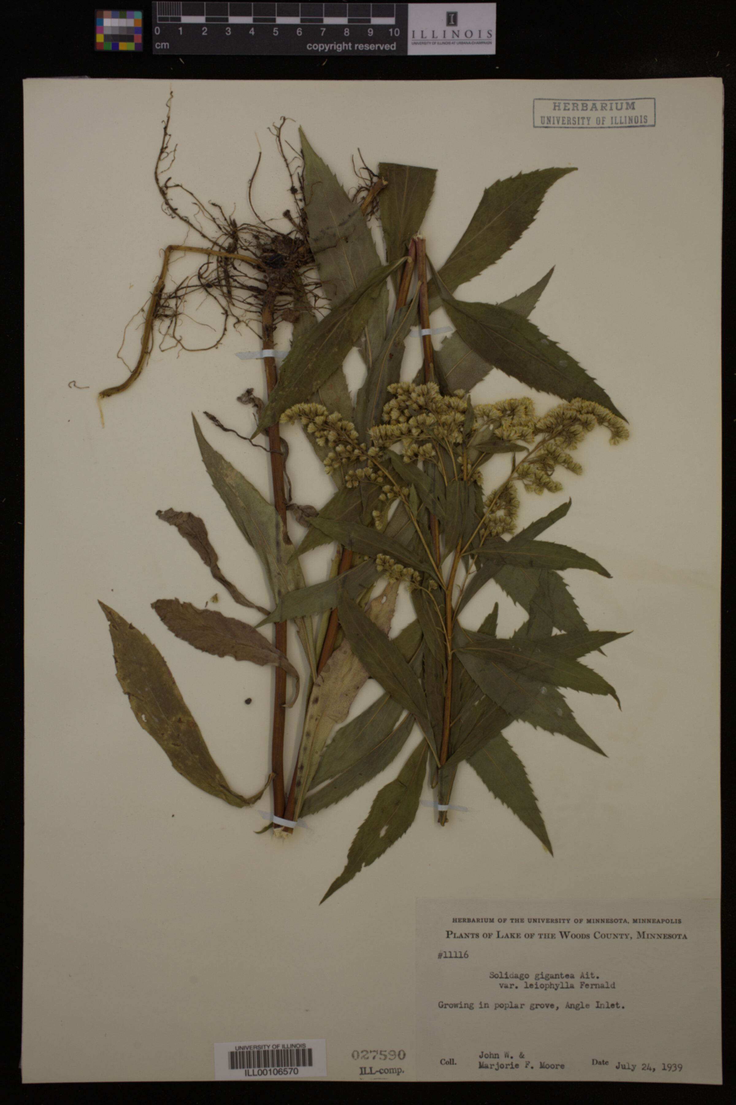 Solidago gigantea var. leiophylla image
