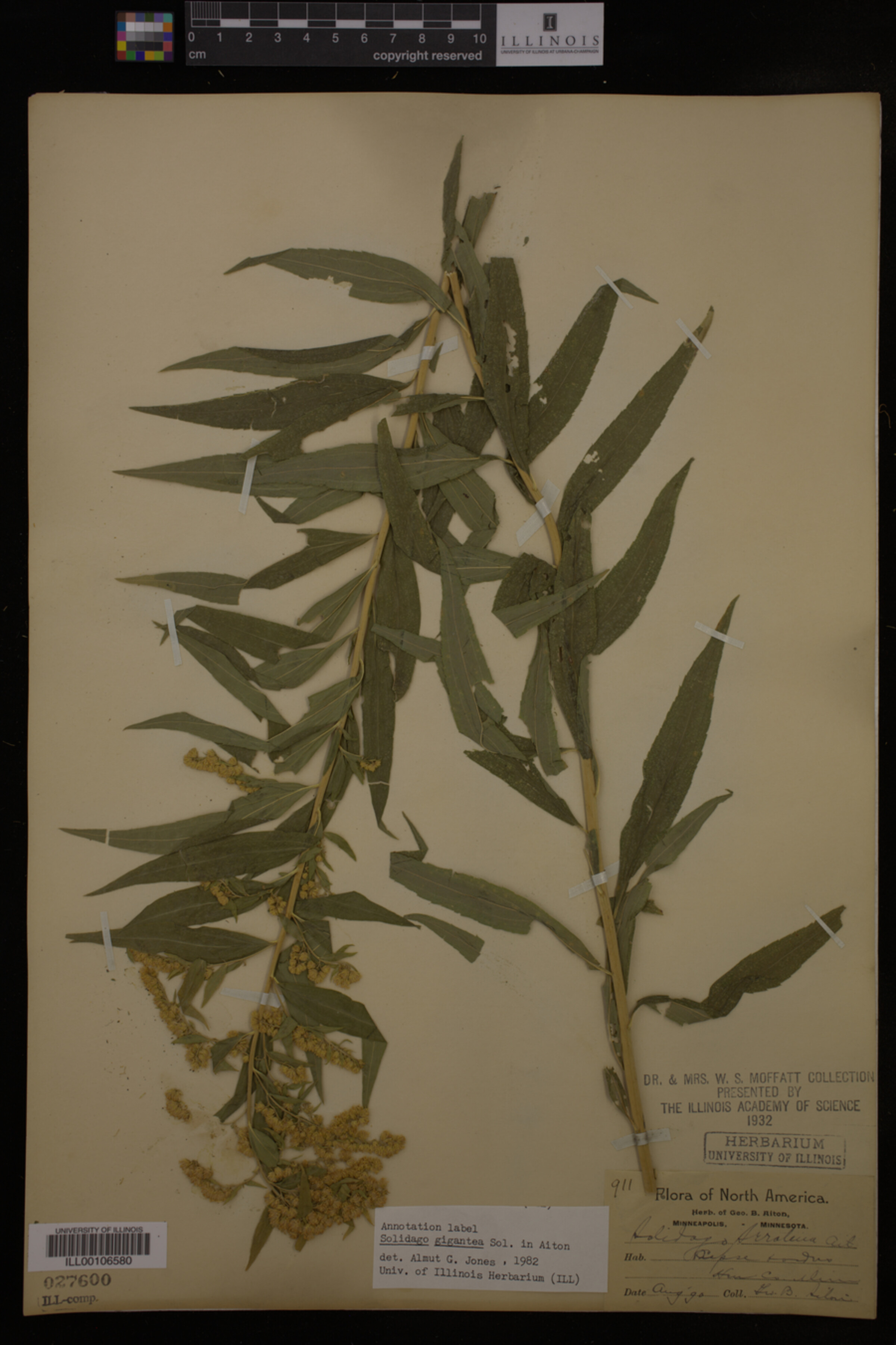 Solidago gigantea image