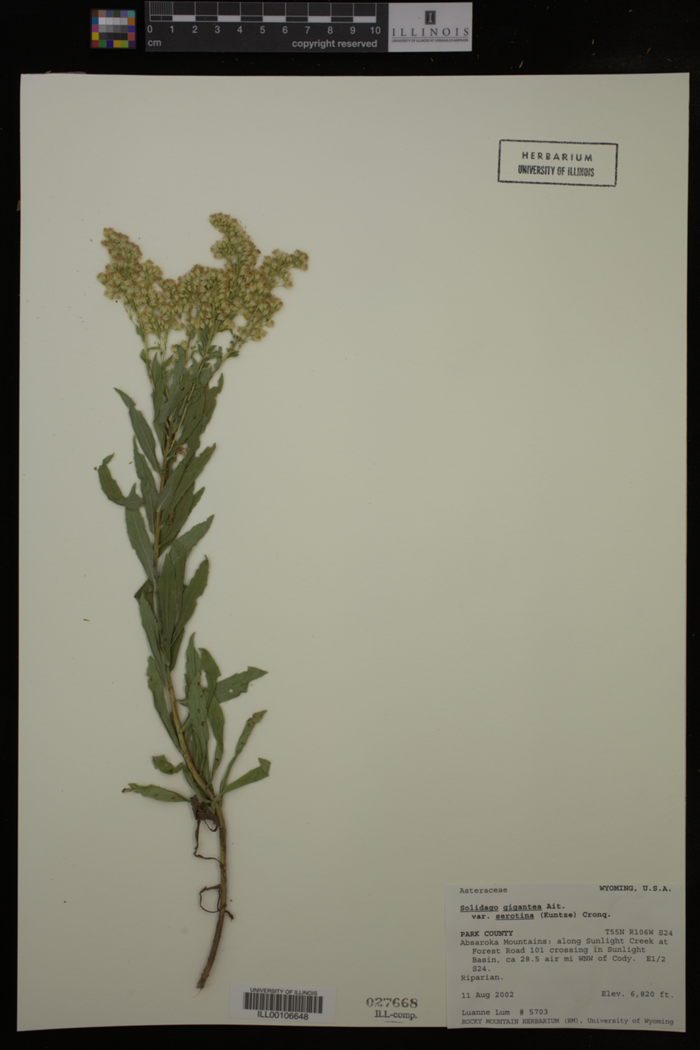 Solidago gigantea var. serotina image