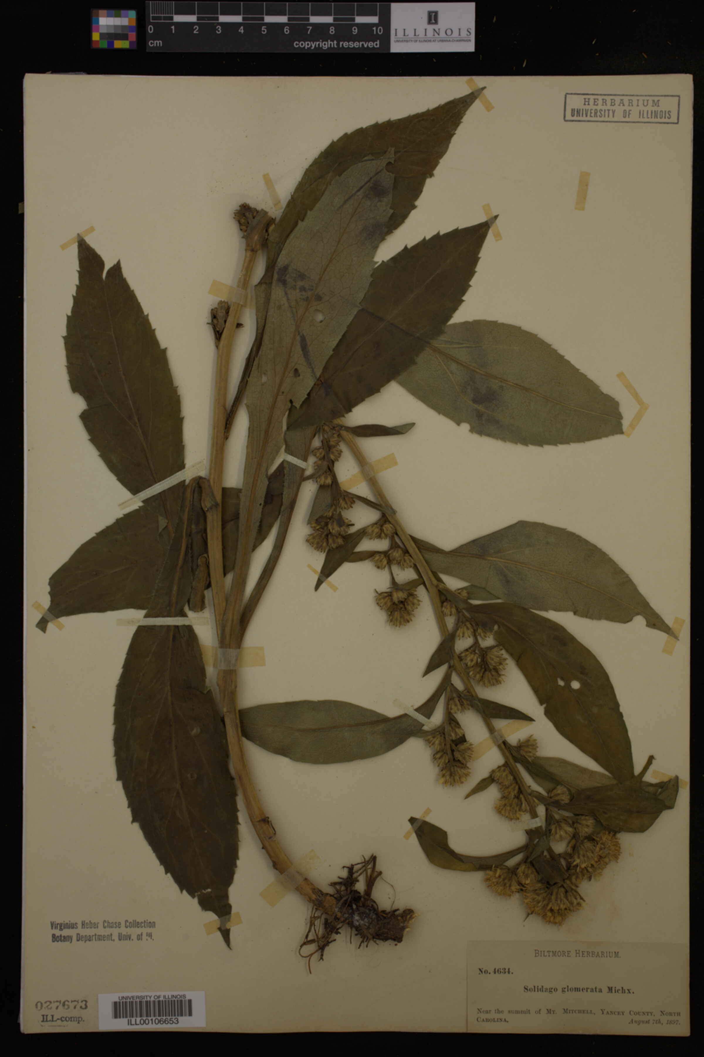 Solidago glomerata image