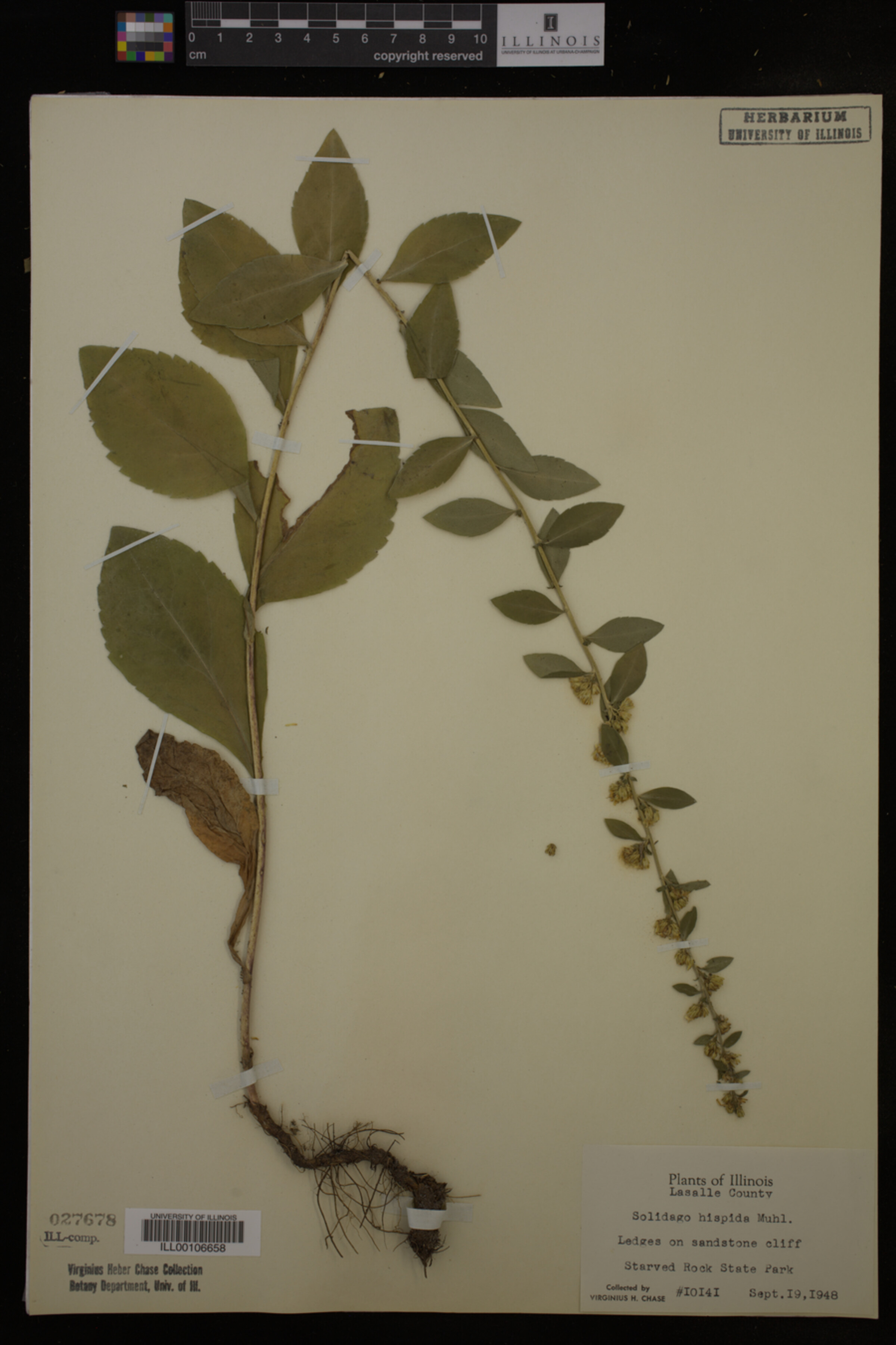 Solidago hispida image