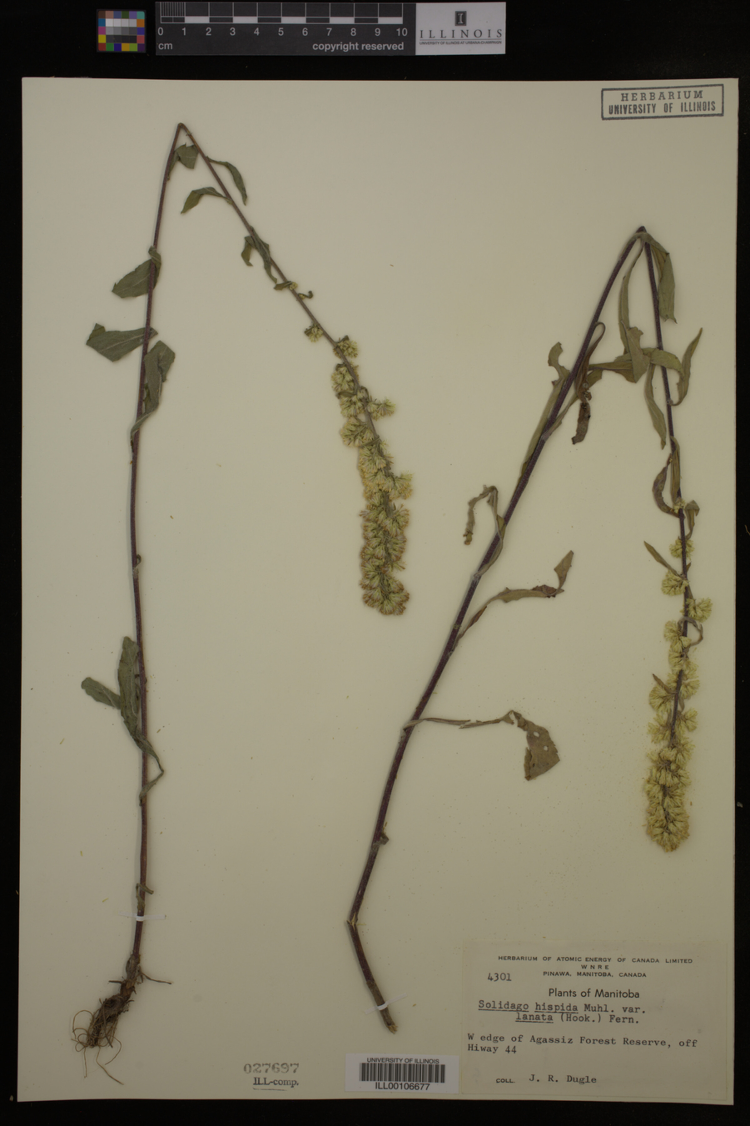 Solidago hispida var. lanata image