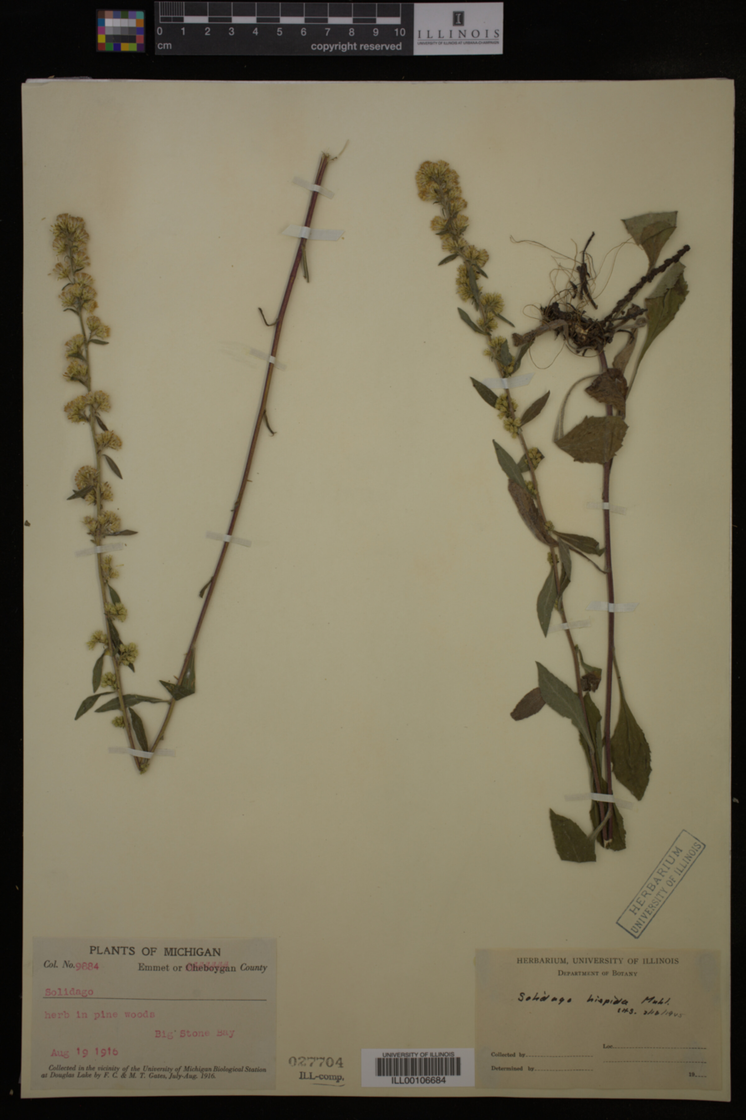 Solidago hispida image